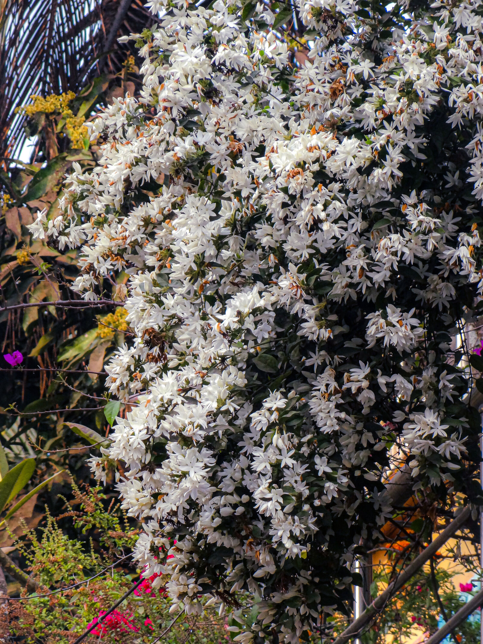 Sony Cyber-shot DSC-HX7V sample photo