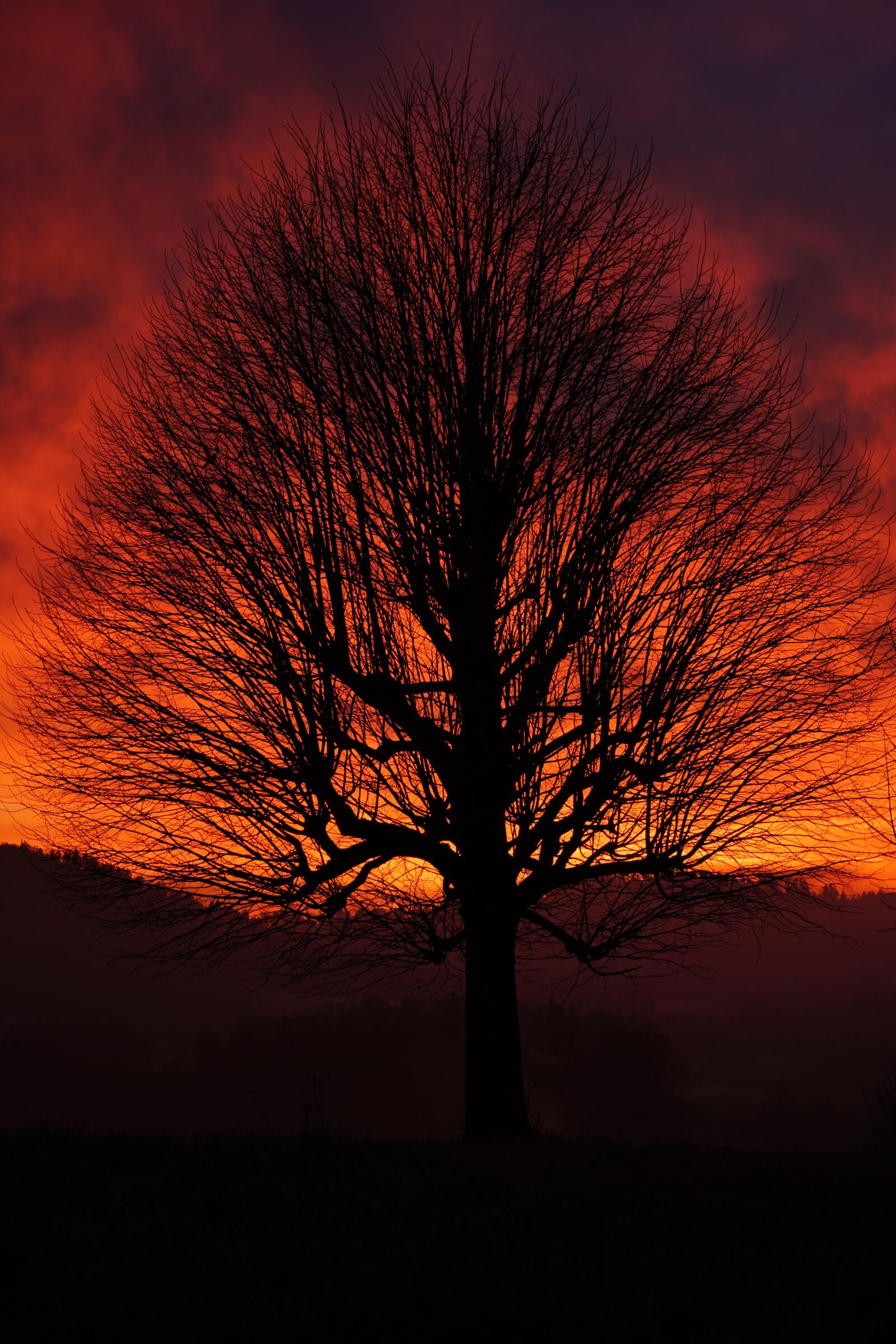Sony a7R II + Sony FE 24-240mm F3.5-6.3 OSS sample photo. Single tree, solitary tree photography