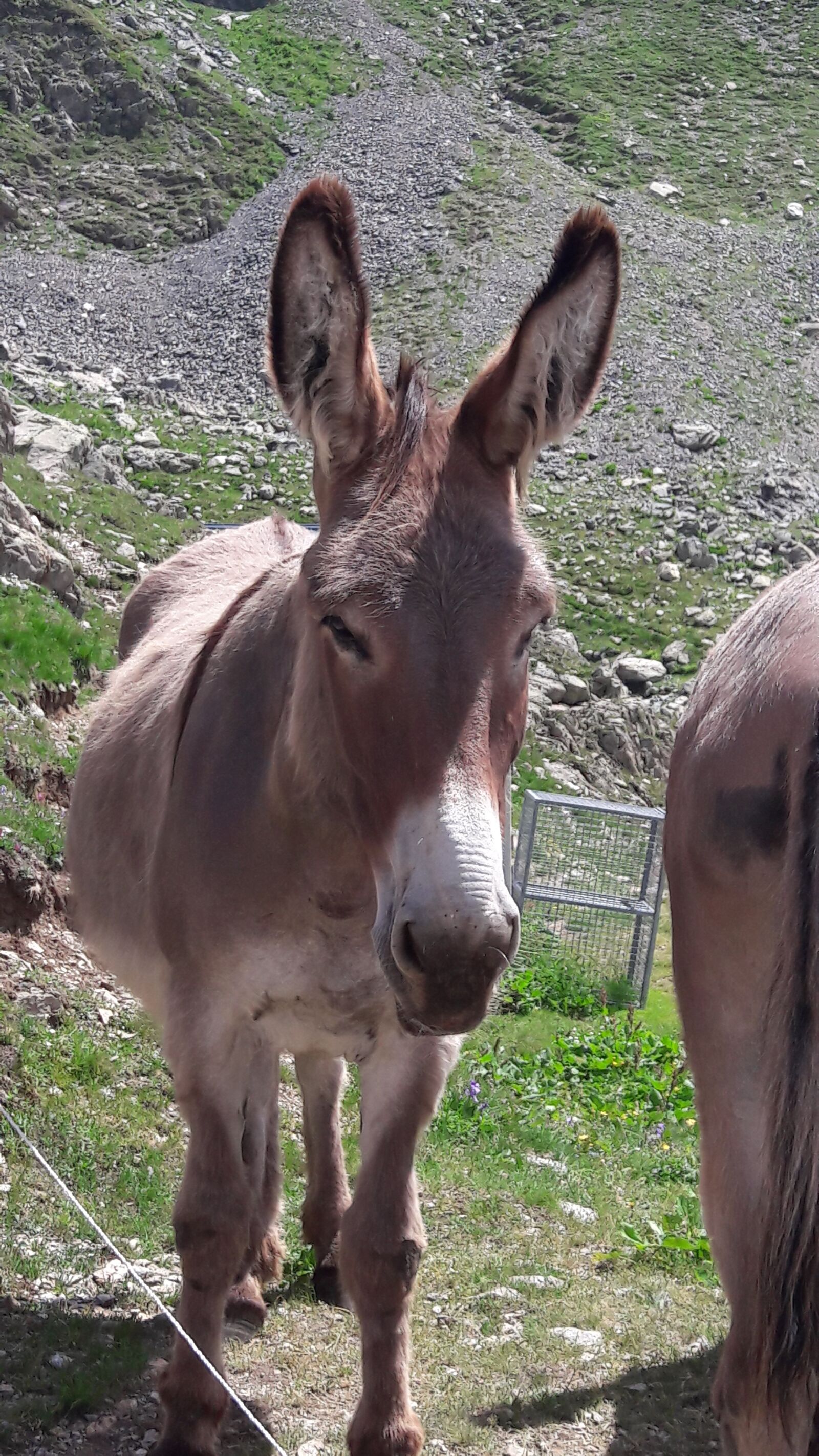 Samsung Galaxy A5(2016) sample photo. Donkey, massif de belledonne photography