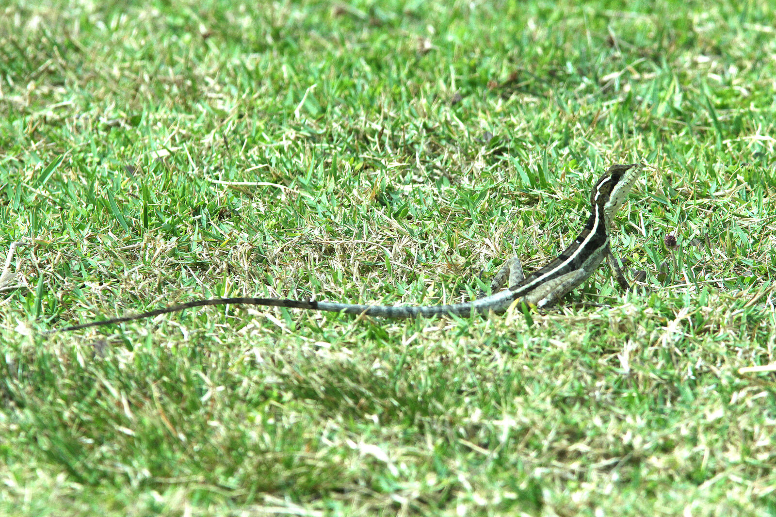 Canon EF 300mm F4L IS USM sample photo