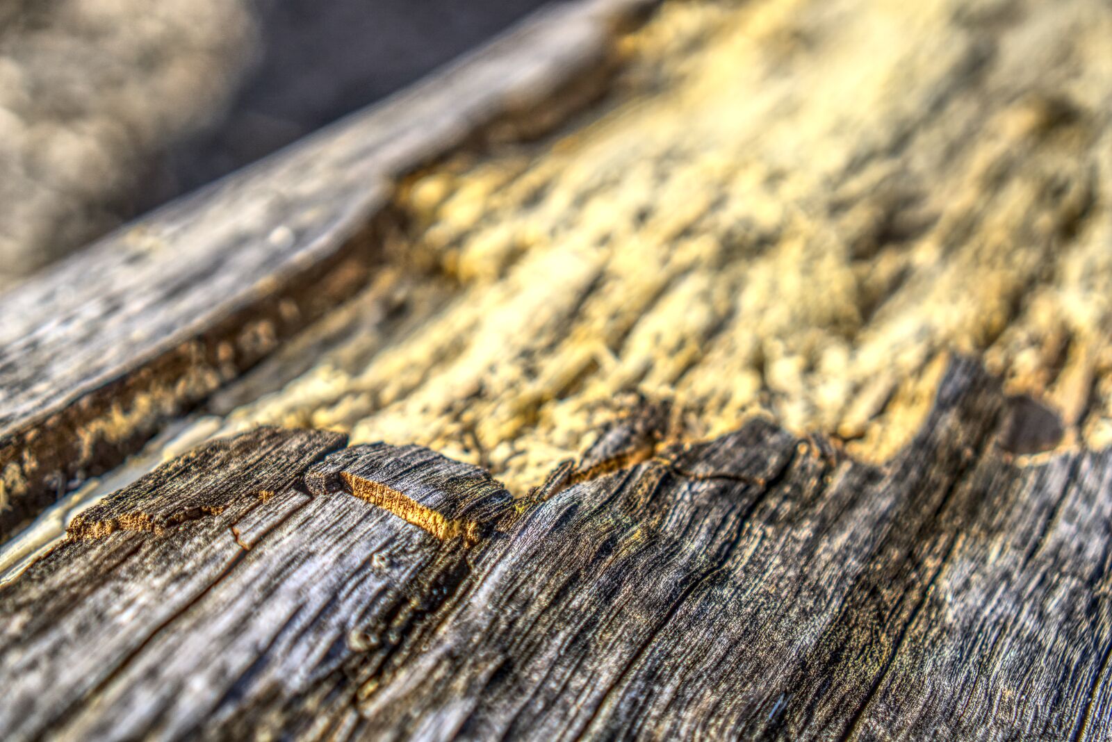 Sony a6000 + Sony E 35mm F1.8 OSS sample photo. Log, bark, crack photography
