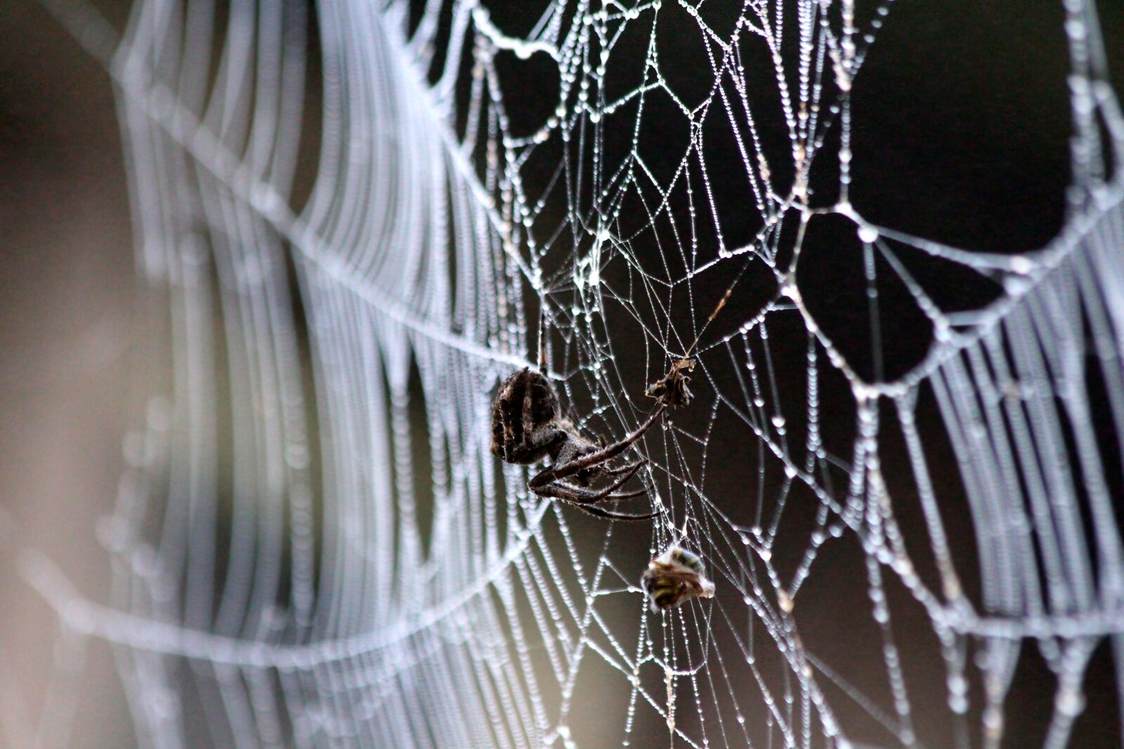 Canon EOS 650D (EOS Rebel T4i / EOS Kiss X6i) sample photo. Spider web, spider, extraction photography