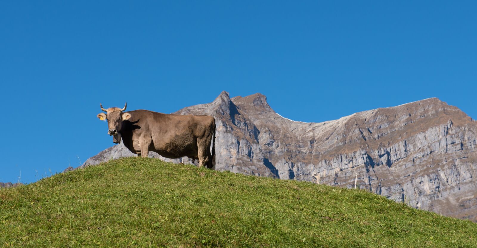 Nikon D750 sample photo. Mountains, alpine, cow photography