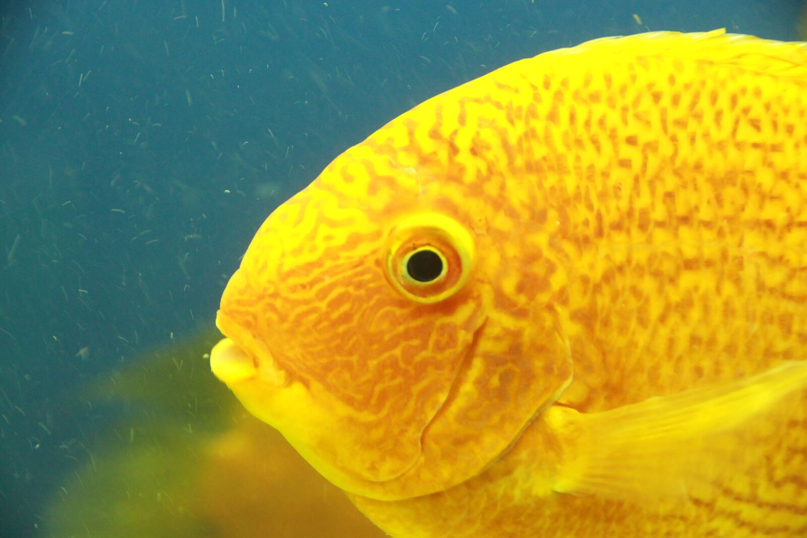 Canon EOS 650D (EOS Rebel T4i / EOS Kiss X6i) sample photo. Gold severum, tsihlazomy severum photography