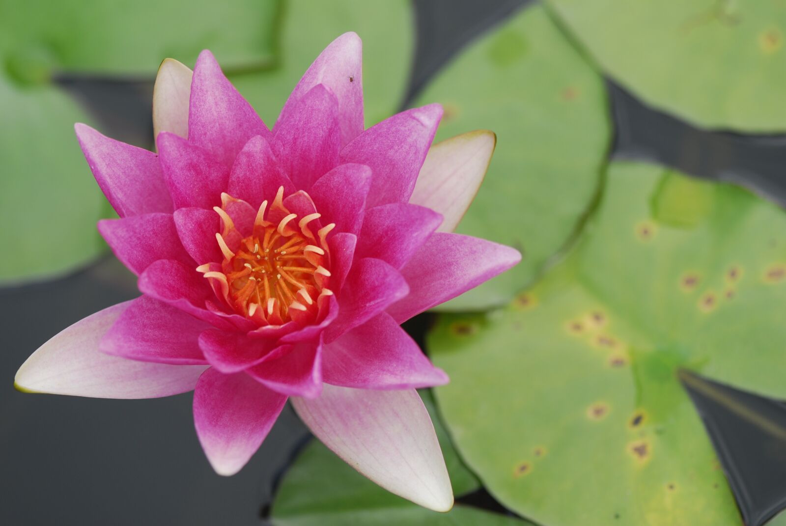 Nikon D200 sample photo. Flower, lotus, puddle photography