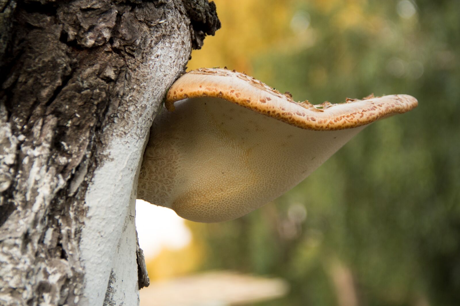 Canon EOS 60D sample photo. Mushroom, lenin, tree photography