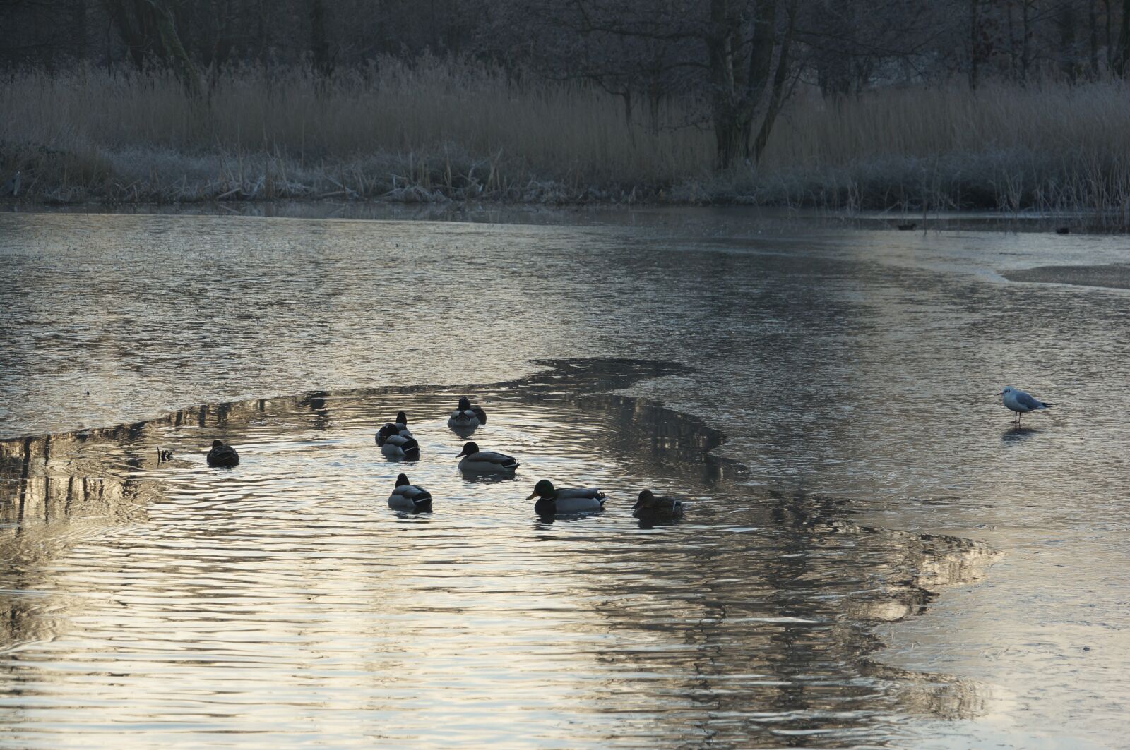 Sony NEX-VG20E sample photo. Ducks, winter, lake photography