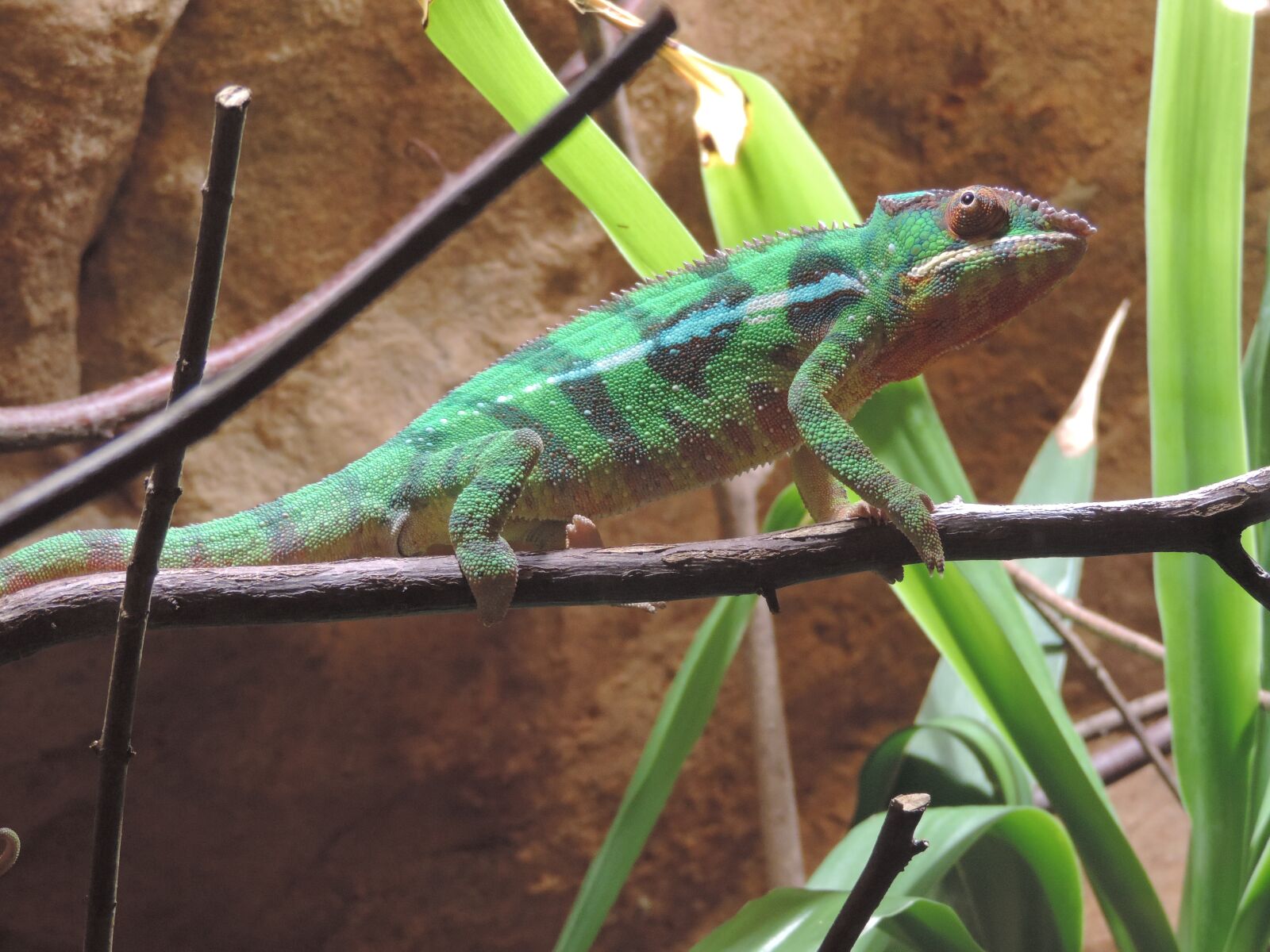 Nikon Coolpix P520 sample photo. Chameleon, color, animal photography
