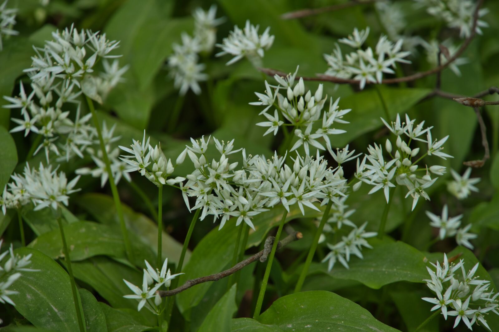 Sony a6400 sample photo. Bear's garlic, wild garlic photography