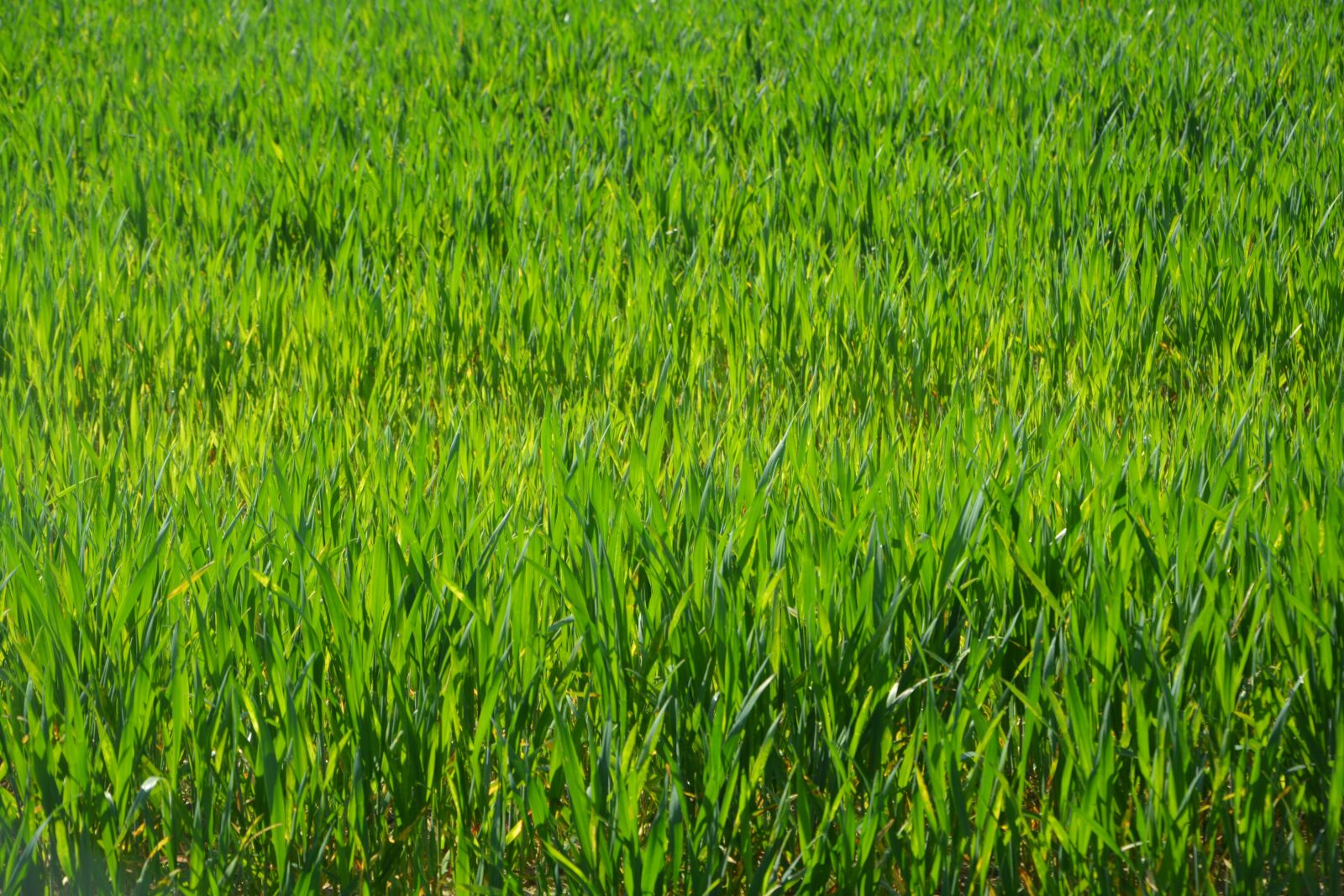 Nikon D5200 sample photo. Culture, wheats, harvest photography