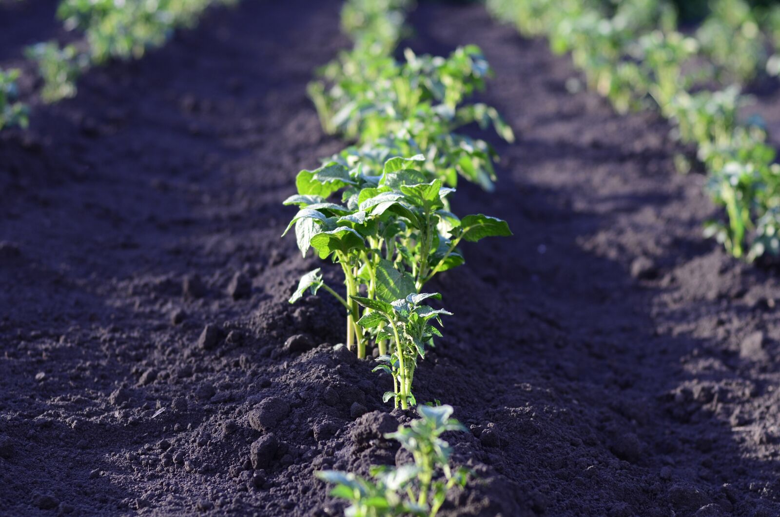 Nikon D7000 sample photo. Field, potato, harvest photography