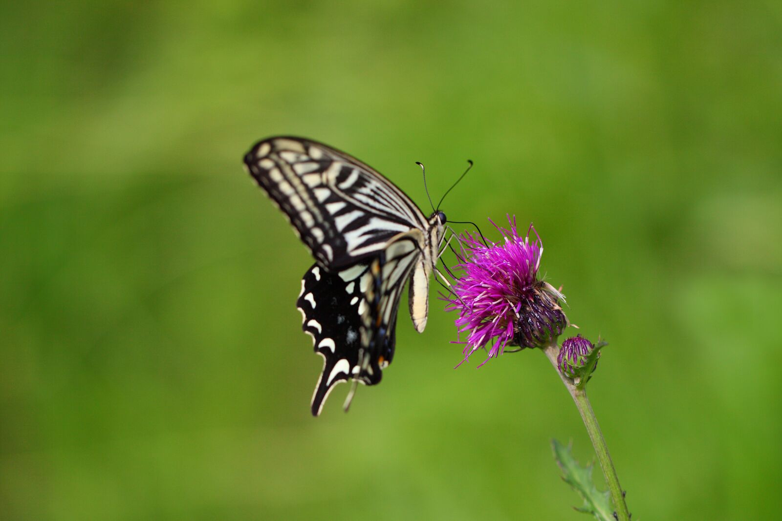Canon EOS 5D Mark II sample photo. Butterfly, nature, insects photography