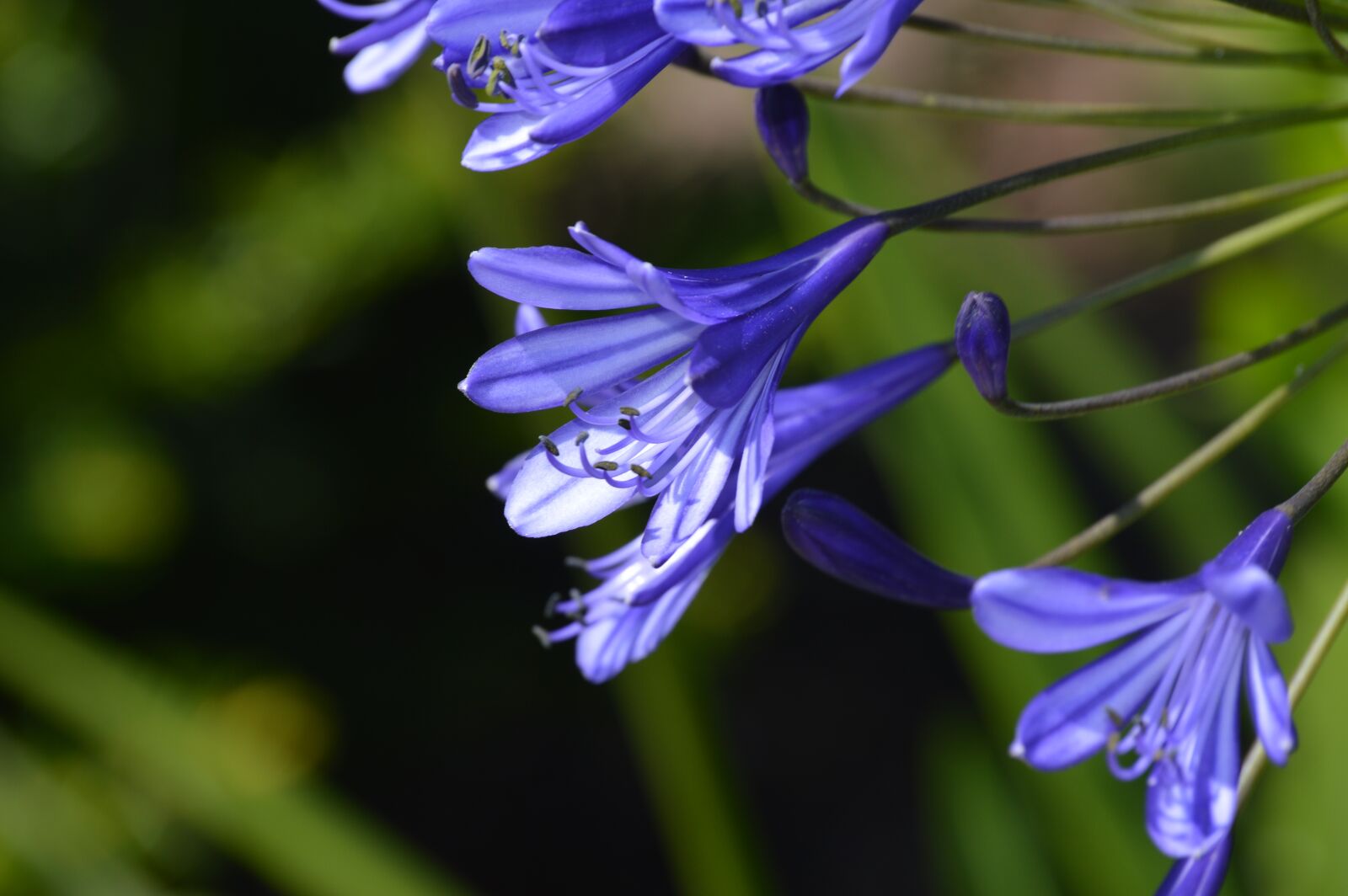Nikon D3200 sample photo. Flower, blue, macro photography