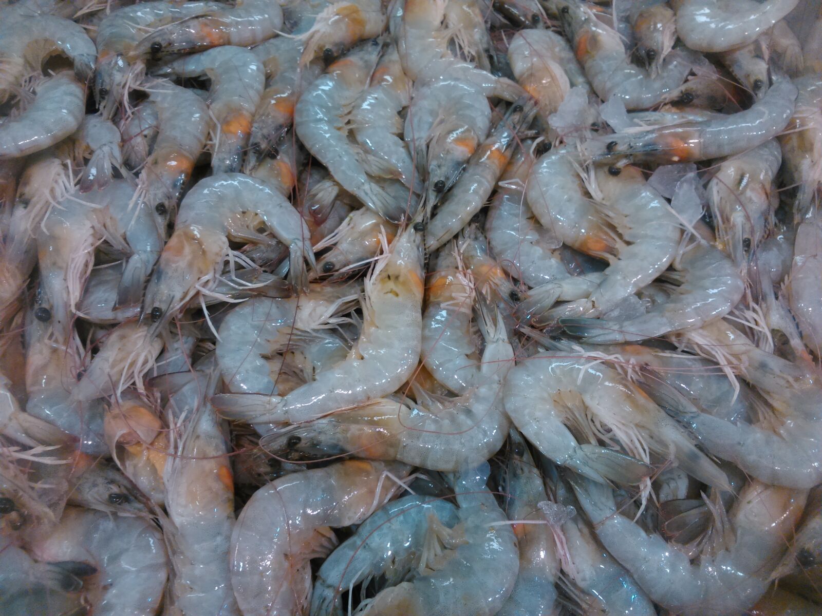 Sony Xperia L sample photo. Shrimp, fauna, food photography