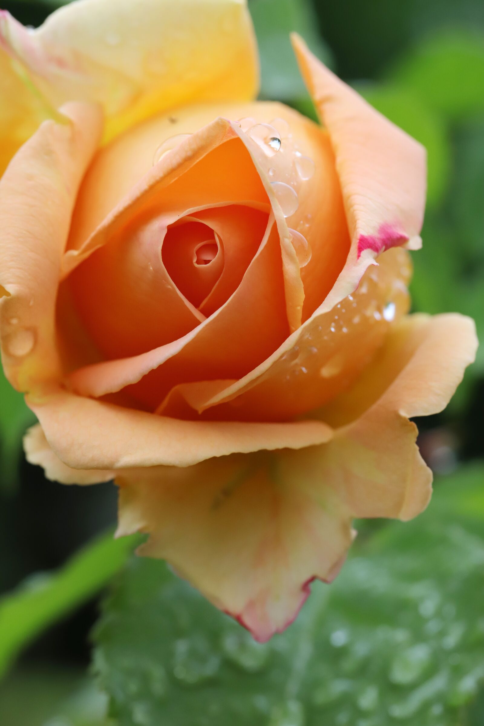 Canon EOS 6D Mark II sample photo. Rose, petal, flowers photography