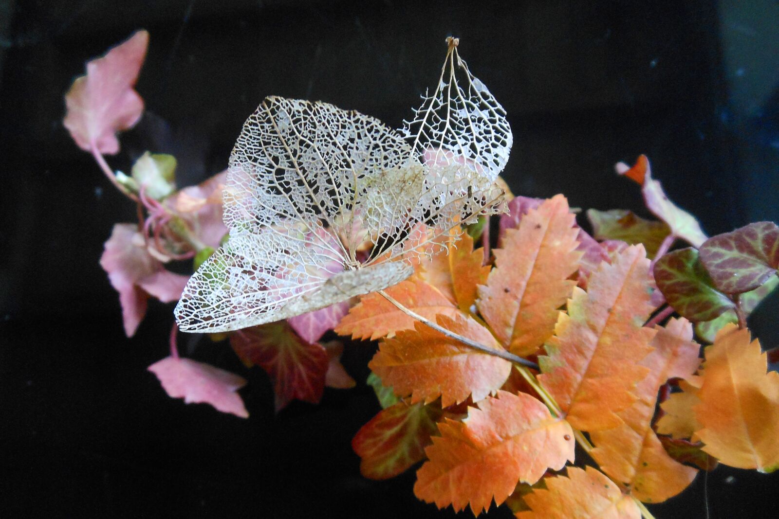 Canon EOS 550D (EOS Rebel T2i / EOS Kiss X4) sample photo. Autumn, nature, leaves photography