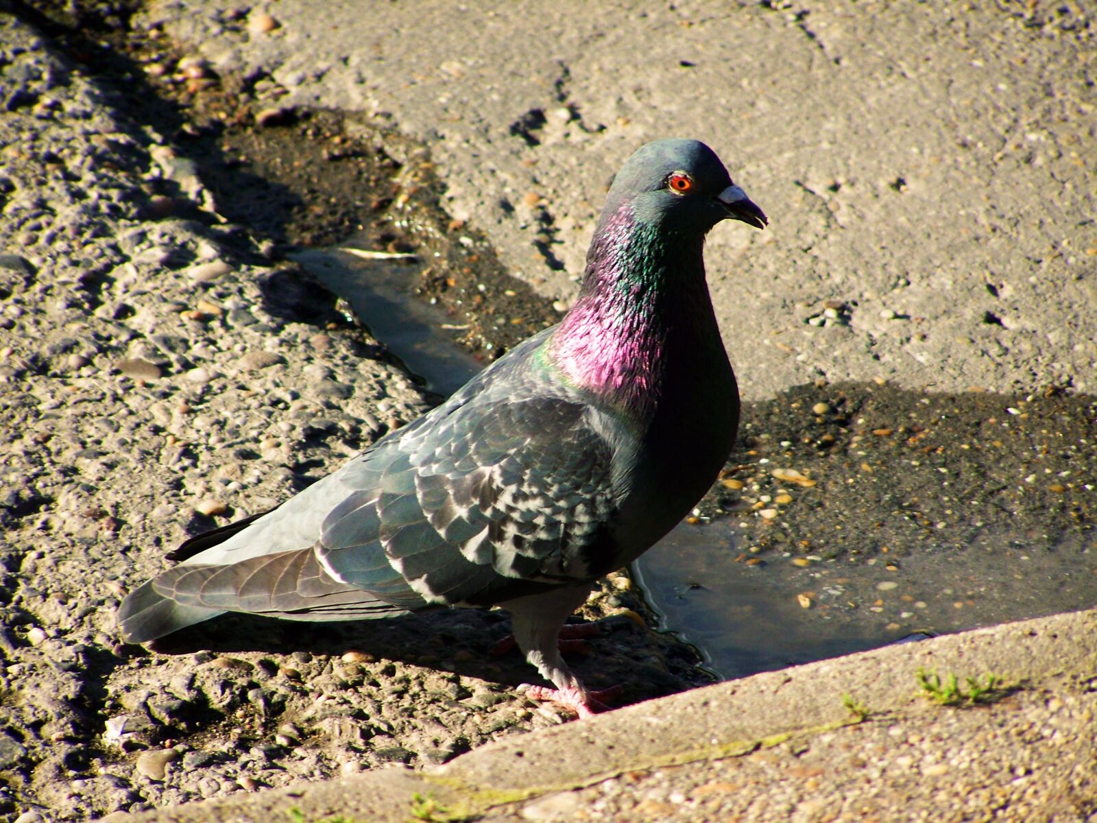 Kodak EASYSHARE ZD710 ZOOM DIGITAL CAMERA sample photo. Urban pigeon, bird, animal photography