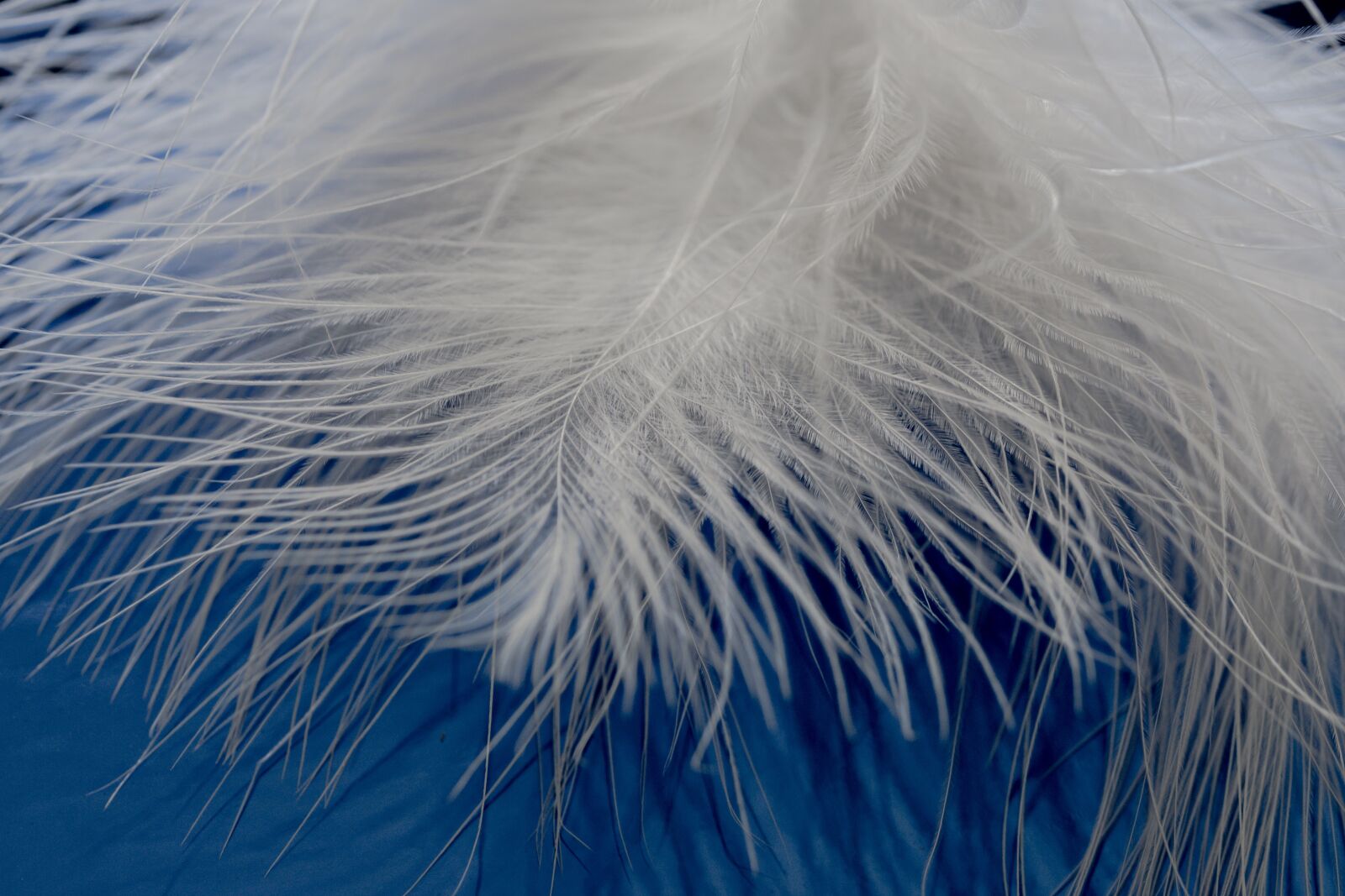 Canon EOS 70D + Canon TAMRON SP 90mm F/2.8 Di VC USD MACRO1:1 F004 sample photo. Feather, ease, airy photography