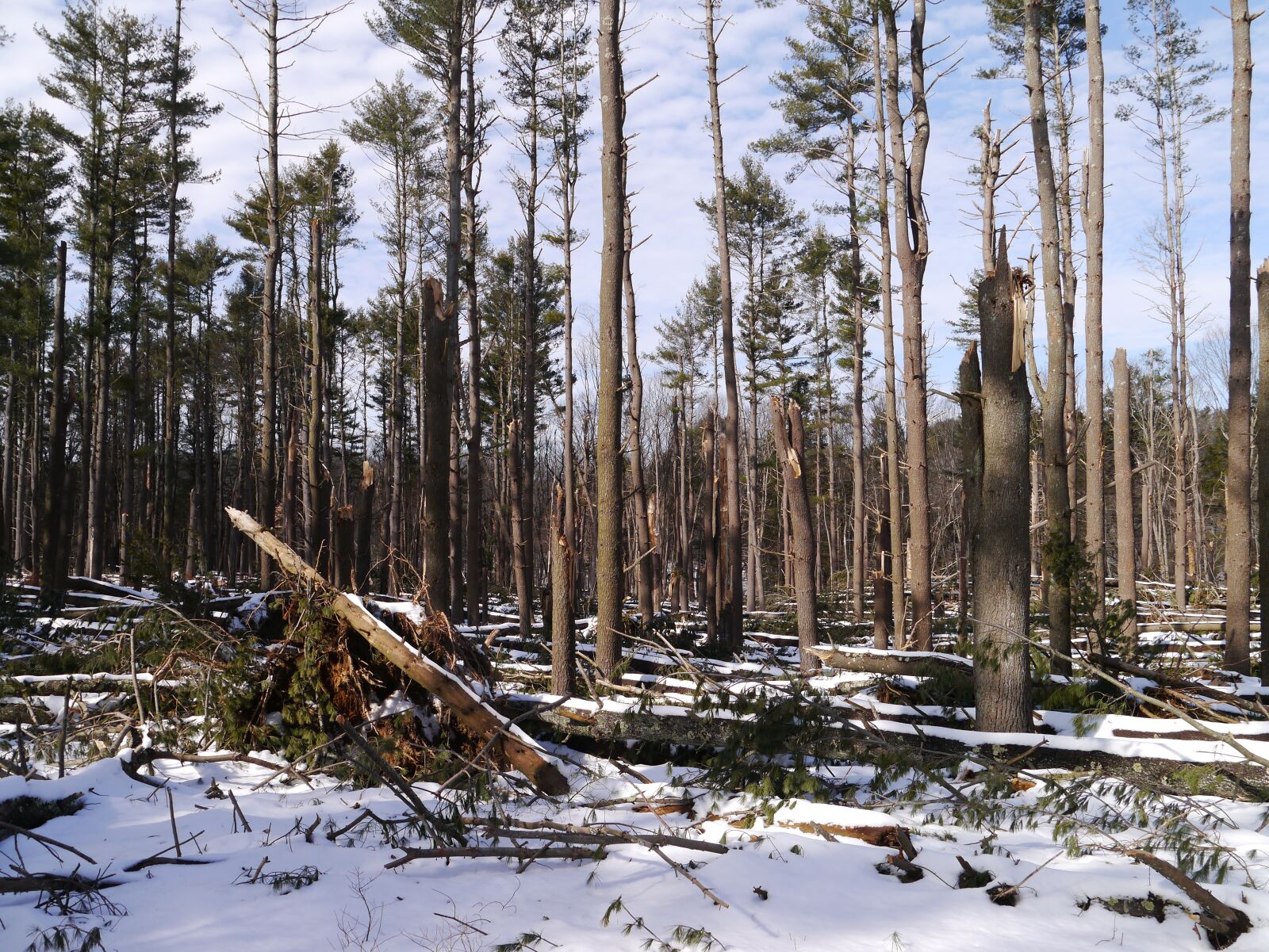 Panasonic Lumix DMC-GX1 sample photo. Trees, forest, snow photography