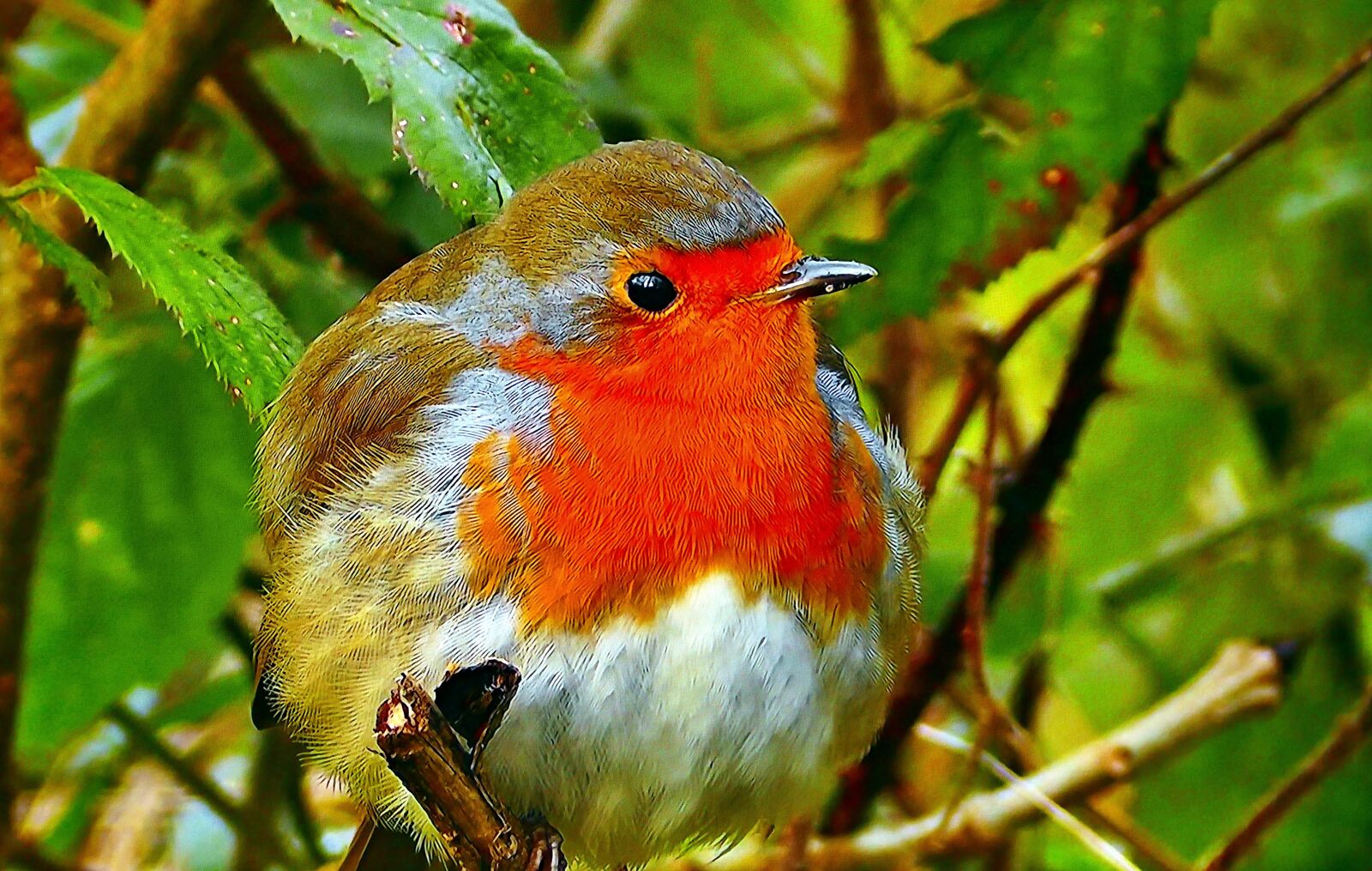 Panasonic Lumix DMC-FZ1000 sample photo. Redbreast, common, nature photography