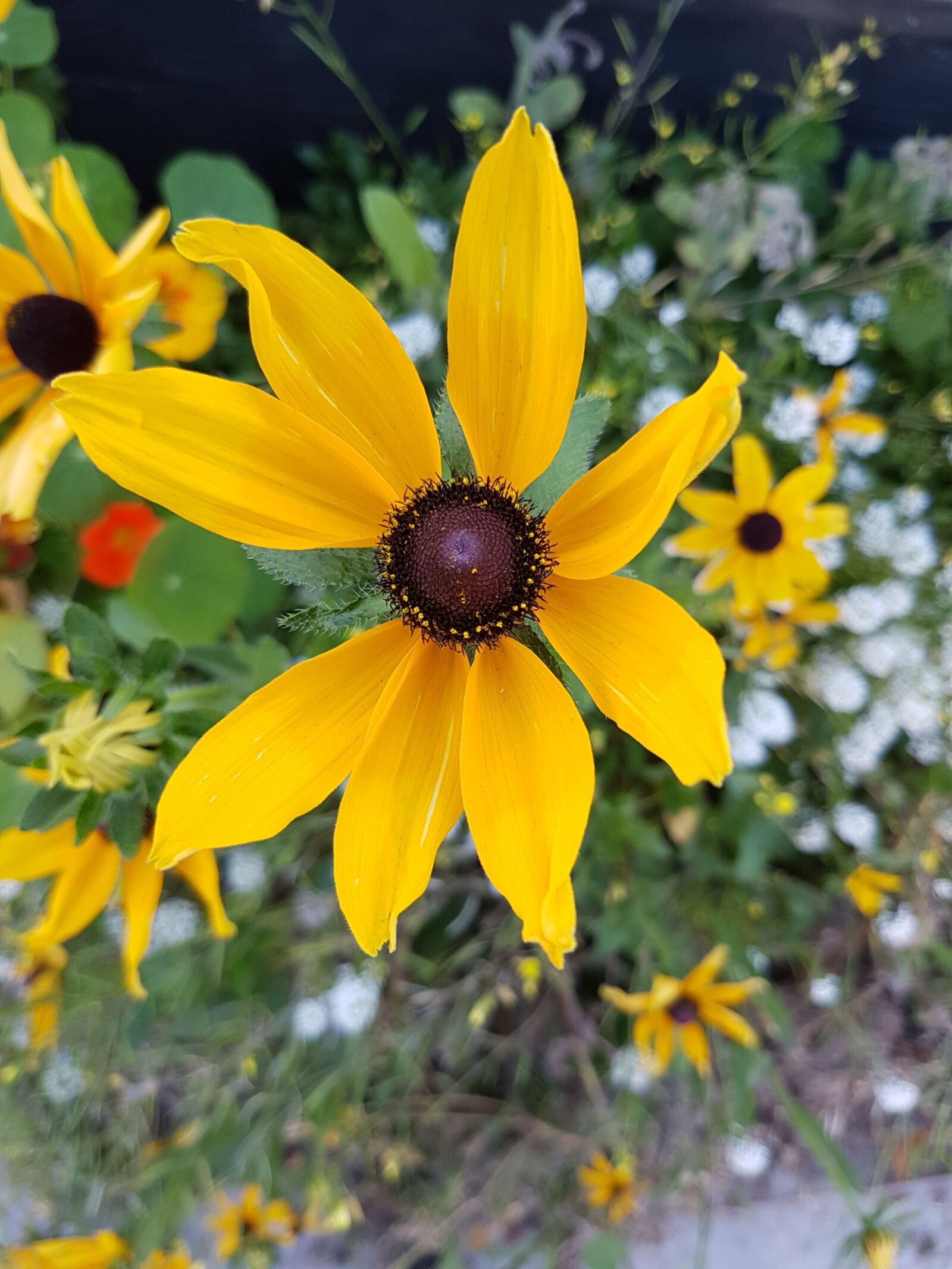 Samsung Galaxy S7 sample photo. Yellow flower, outdoor, yellow photography