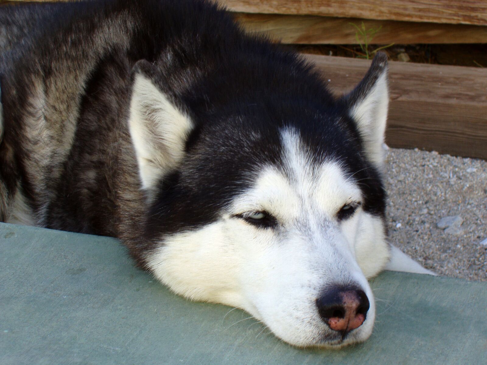 Olympus X-2,C-50Z sample photo. Siberian husky, sleeping, dog photography