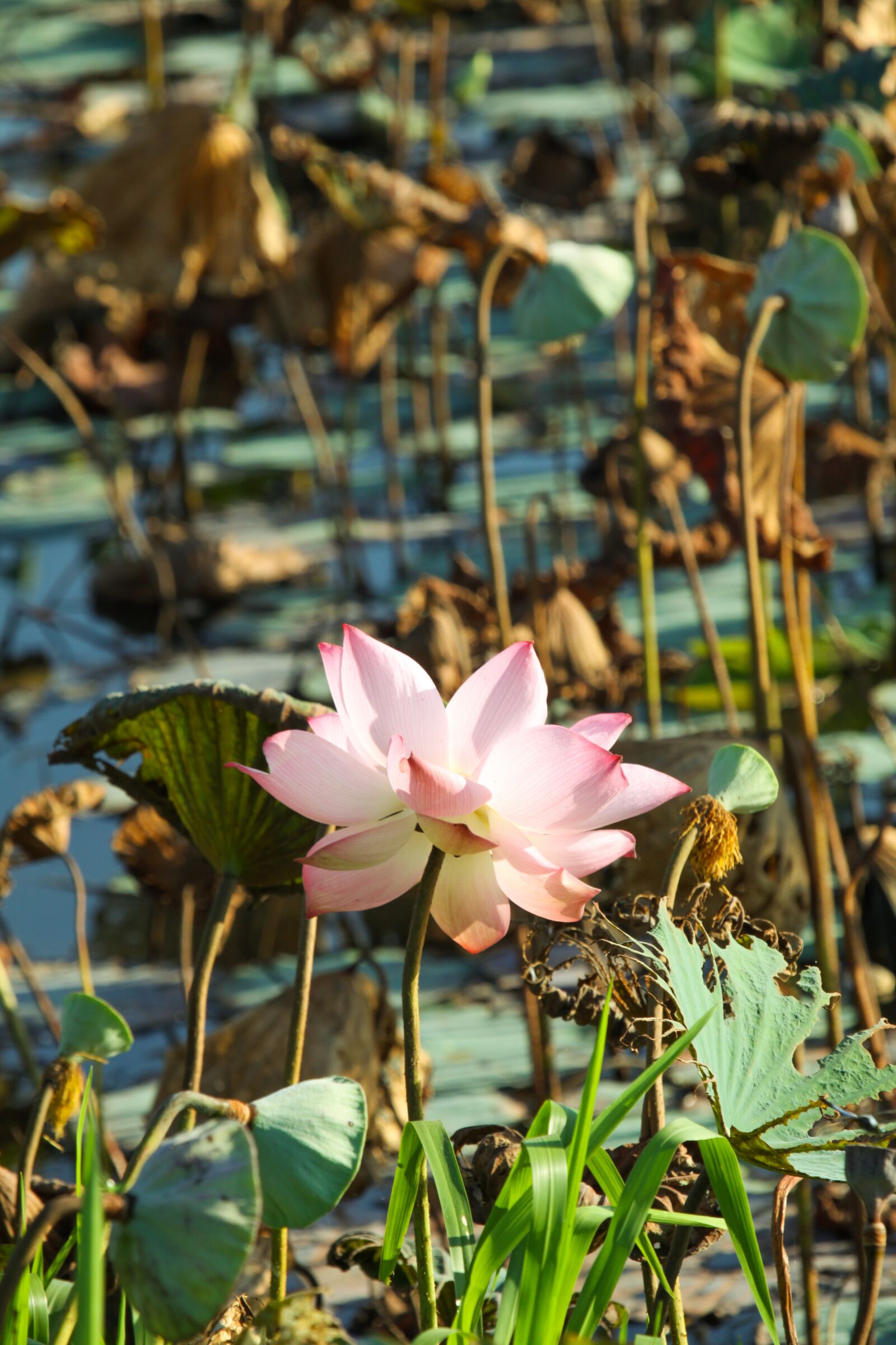 Canon EOS 50D sample photo. Lotus, flower, pink flower photography