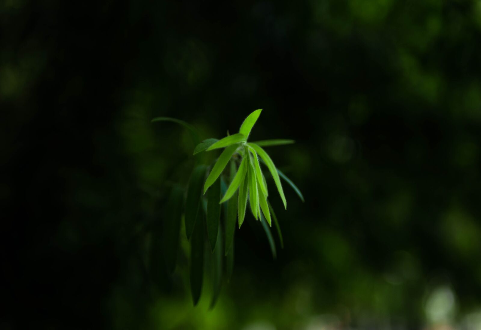LUMIX G 25/F1.7 sample photo. Garden, leaf, green photography