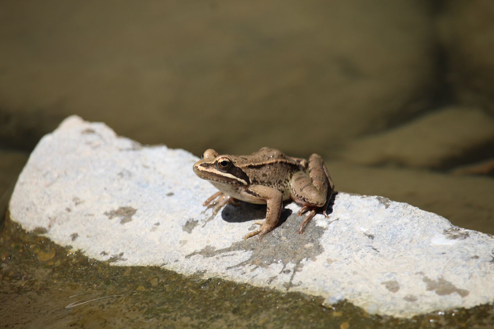 Canon EOS 1200D (EOS Rebel T5 / EOS Kiss X70 / EOS Hi) sample photo. Wet, stone, swamp photography