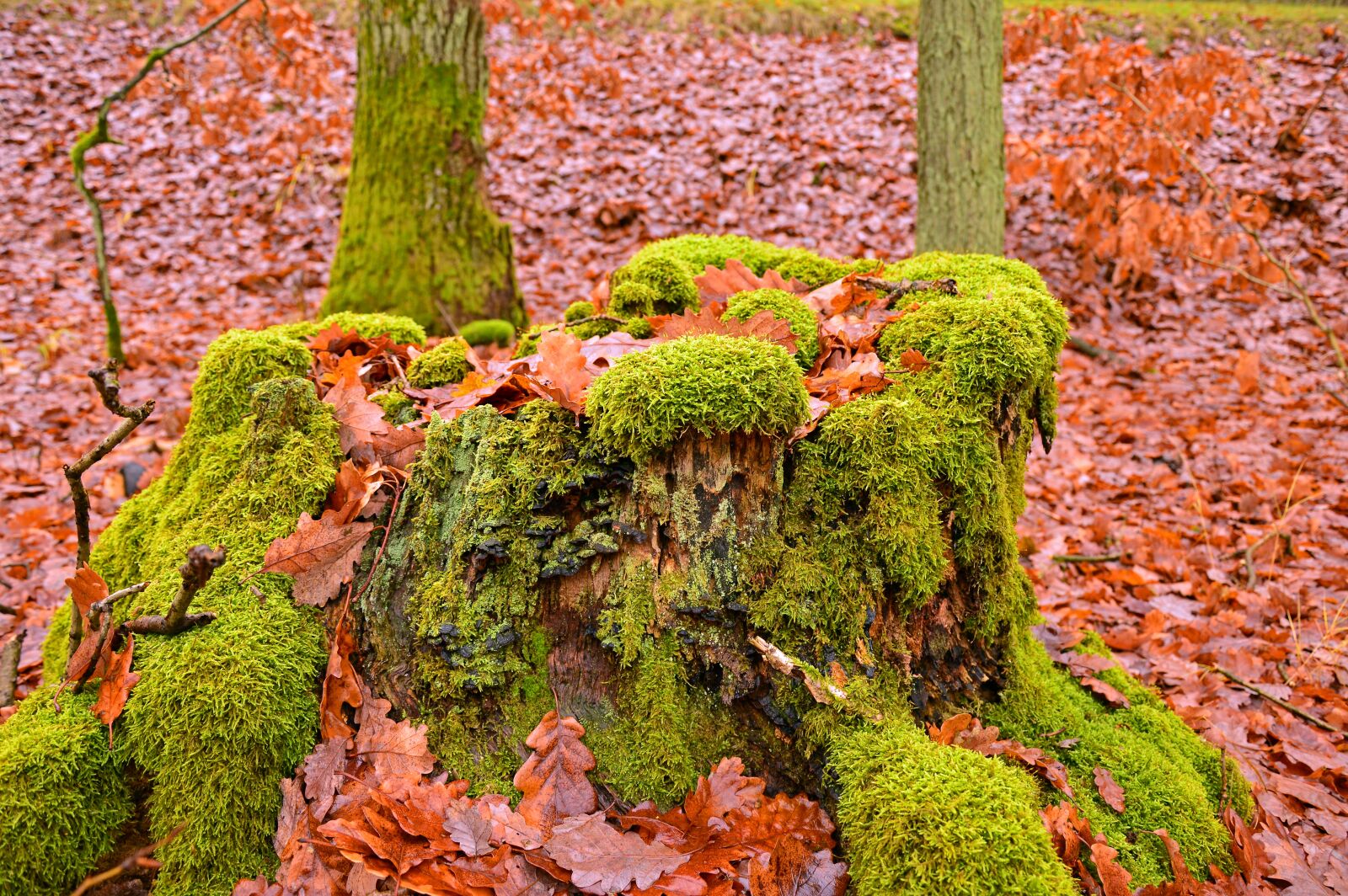 Nikon D3200 sample photo. Moss, log, forest photography