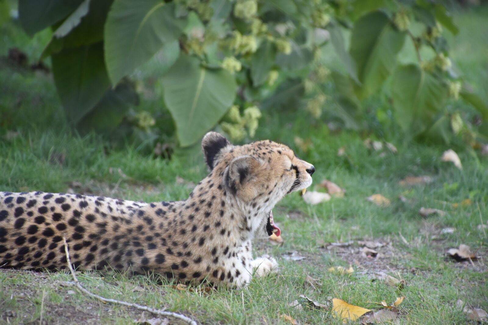 Nikon D5600 sample photo. Cheetah, nature, tawny photography