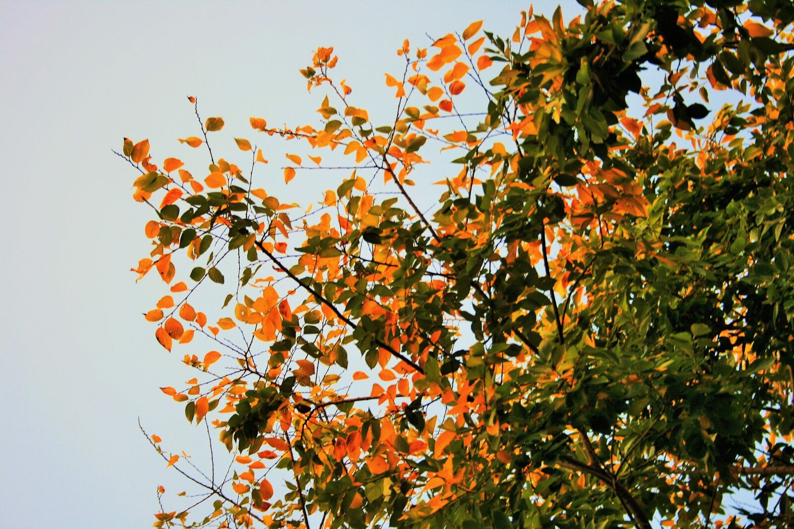 Canon EOS 400D (EOS Digital Rebel XTi / EOS Kiss Digital X) sample photo. Autumn leaves, tree, leaves photography