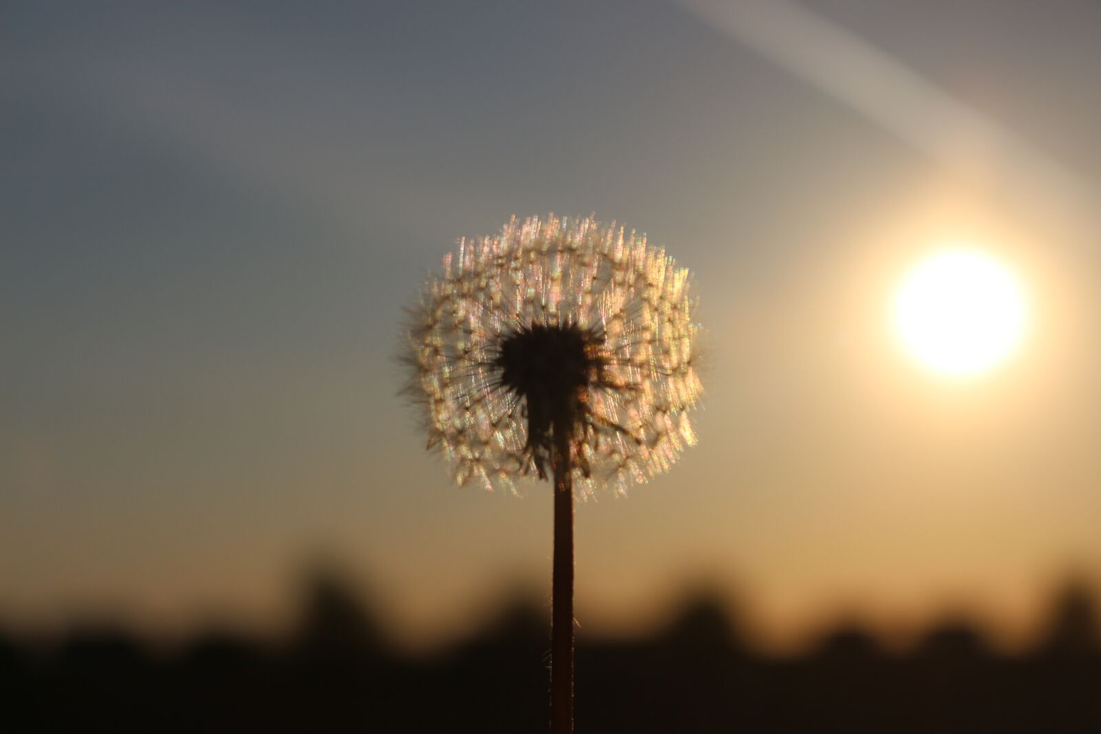 Canon EOS 700D (EOS Rebel T5i / EOS Kiss X7i) sample photo. Creativity, sunset, nature photography