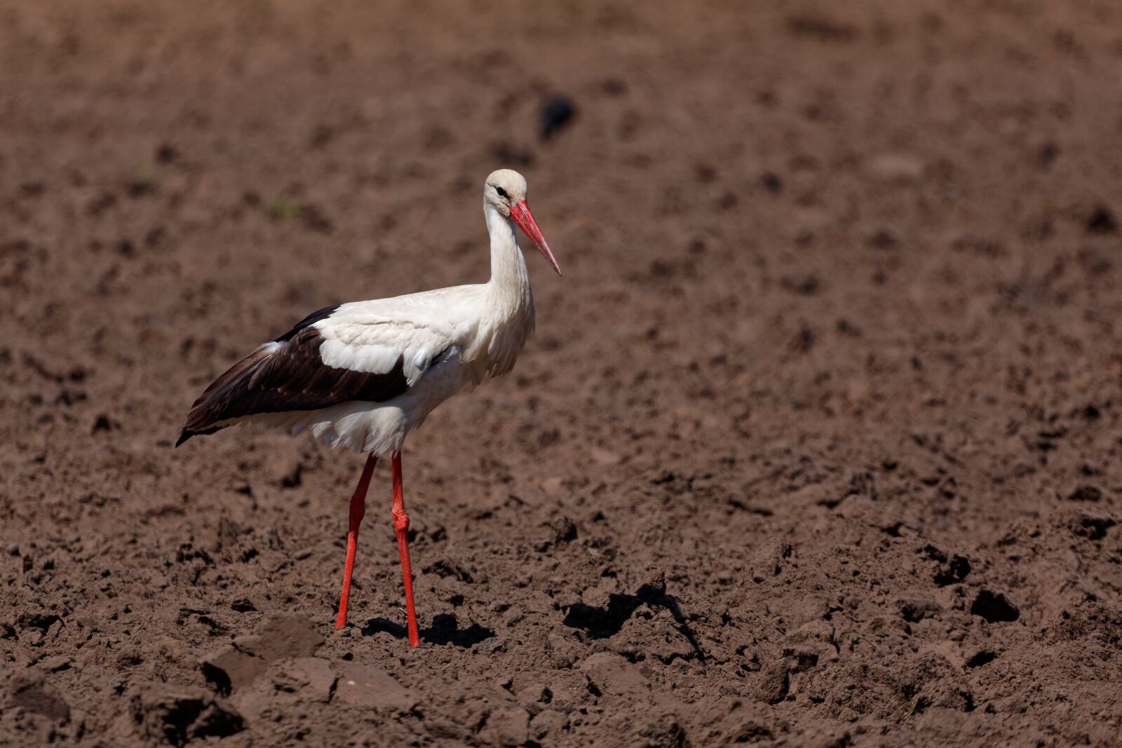 Canon EOS 5D Mark II sample photo. Stork, bird, black and photography