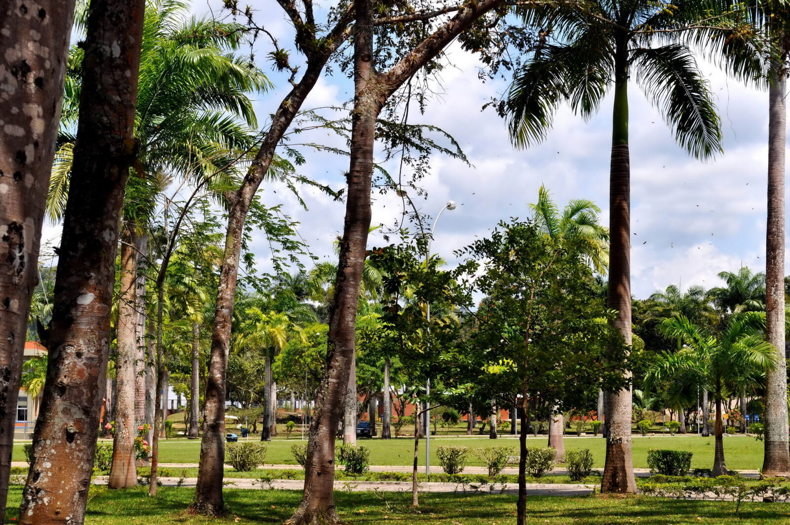 Nikon D5000 sample photo. Tropical, green, palm trees photography