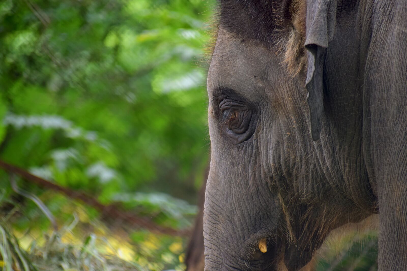 Nikon D5300 sample photo. Elephant, forest, nature photography