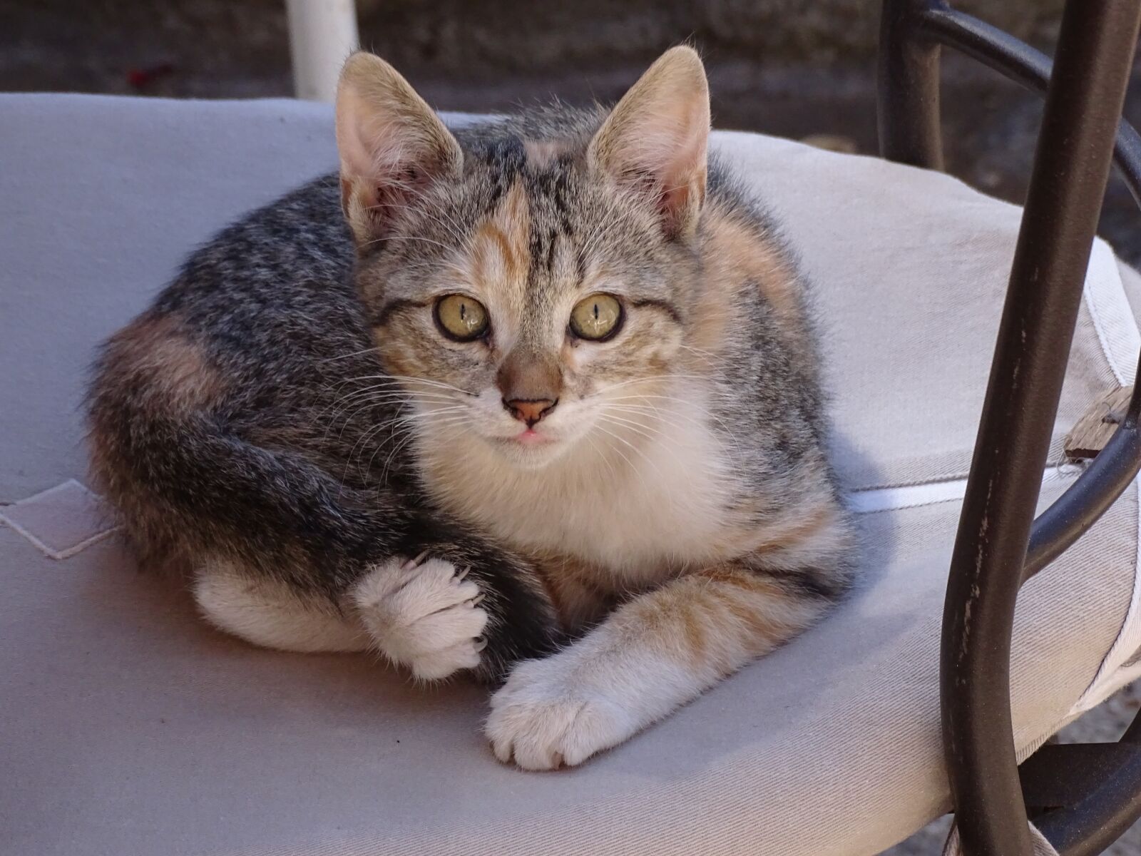 Sony Cyber-shot DSC-HX400V sample photo. Puppy, kitten, animals photography