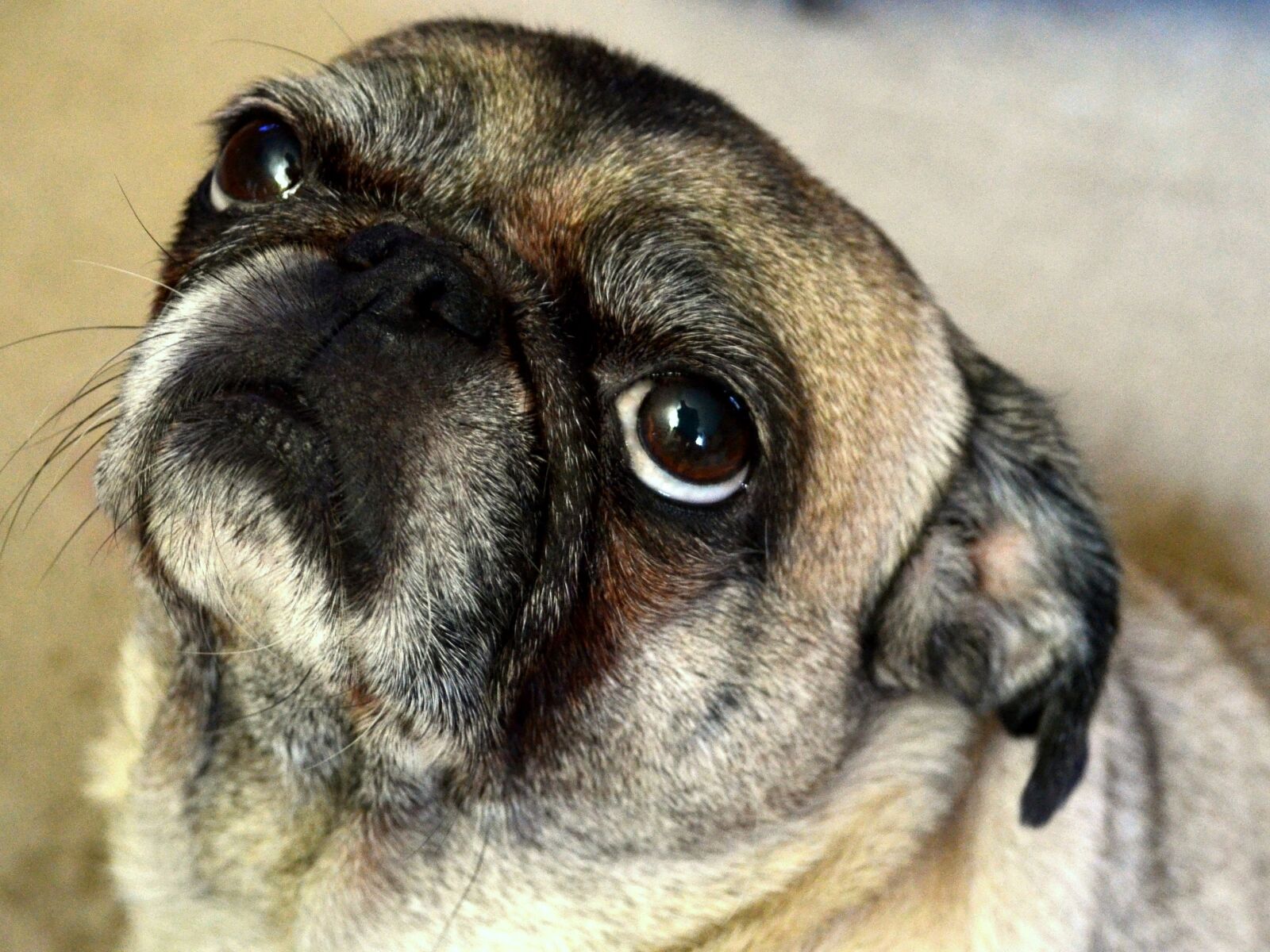 Nikon D5100 sample photo. Dog, pug, animal photography
