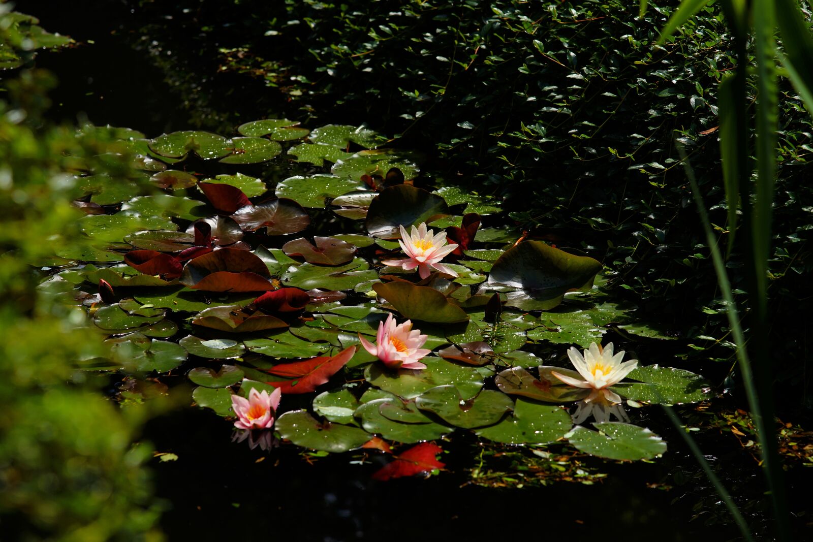 Sony a99 II + Minolta AF 80-200mm F2.8 HS-APO G sample photo. Water lilies, pond, tender photography