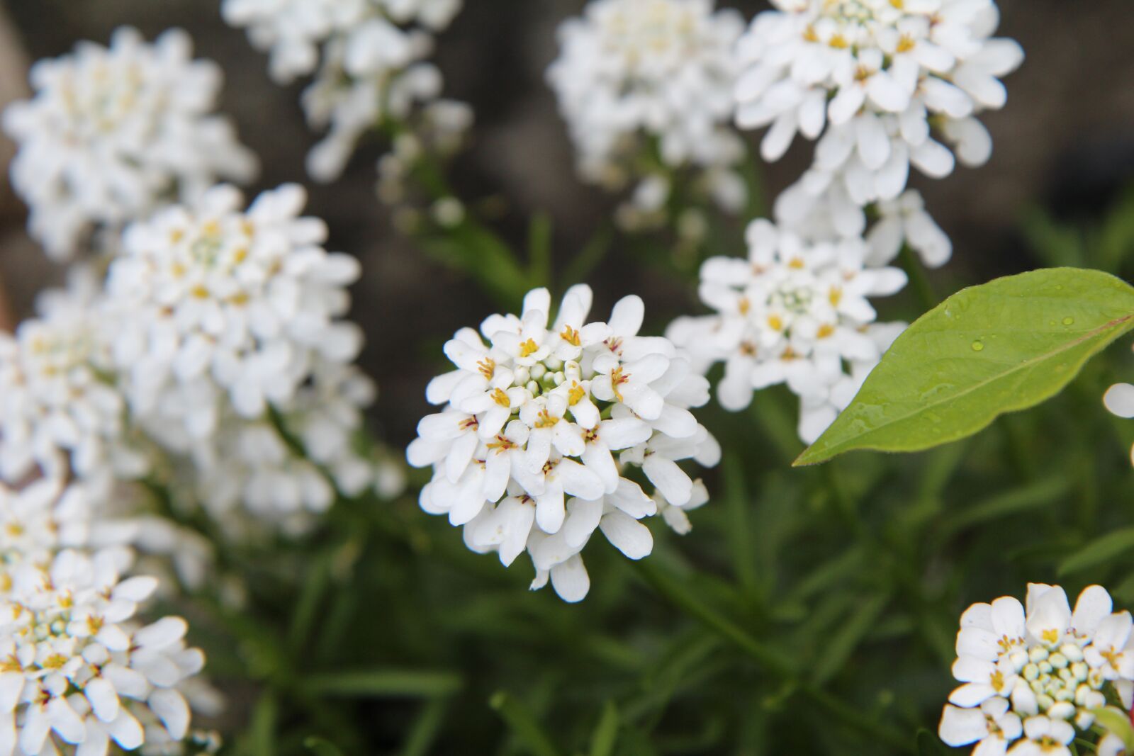 Canon EOS 600D (Rebel EOS T3i / EOS Kiss X5) sample photo. White flowers, spring, thlaspi photography