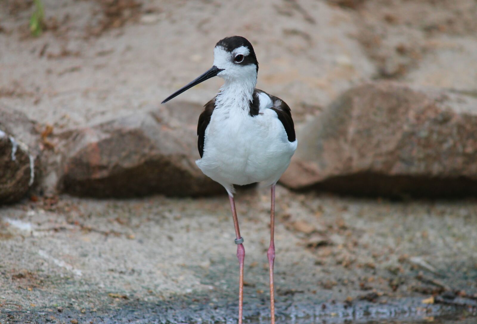 Canon EOS 1100D (EOS Rebel T3 / EOS Kiss X50) sample photo. Stilt, mexican, mexican black-winged photography