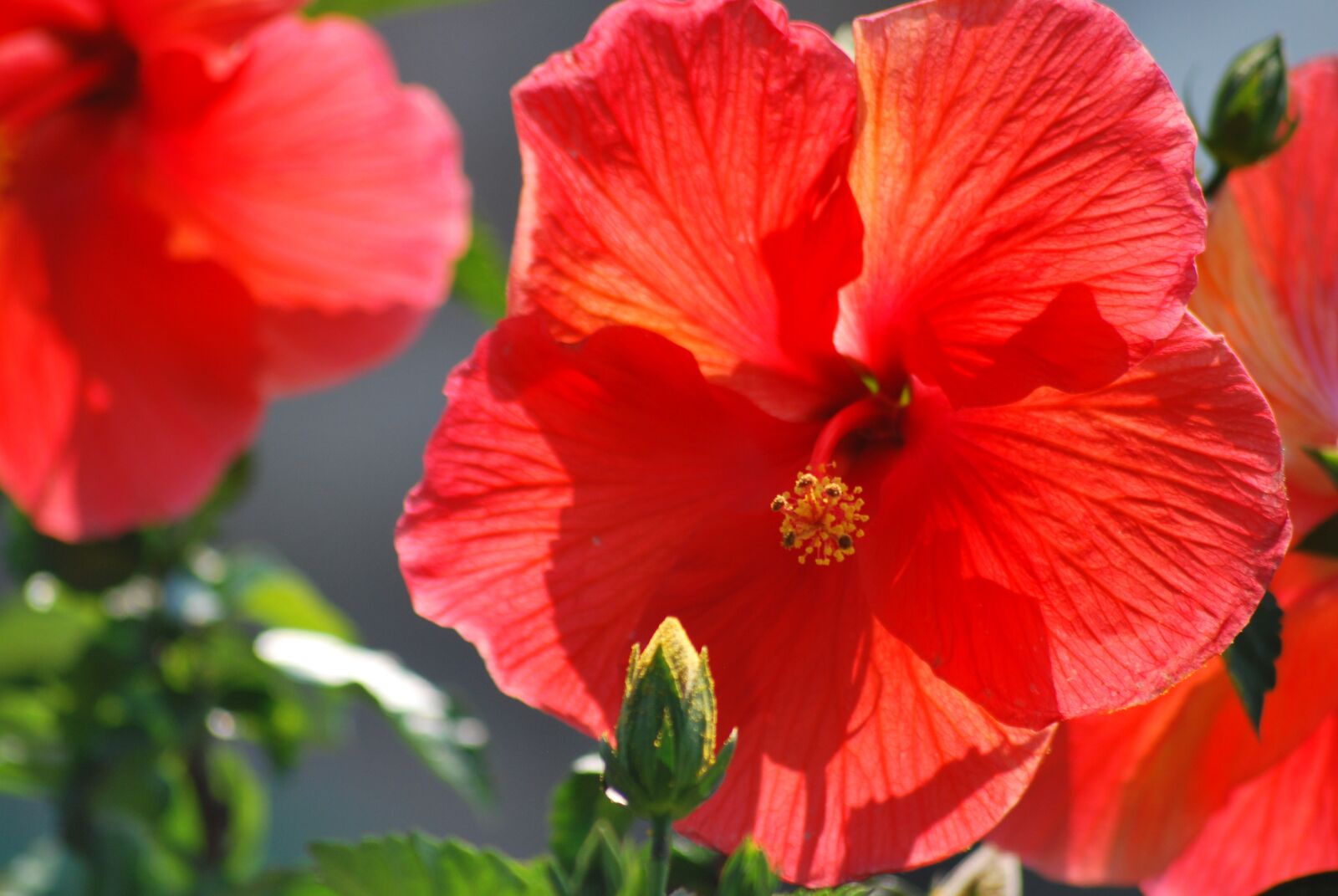 Nikon D60 sample photo. Flowers, orange, hibiscus photography