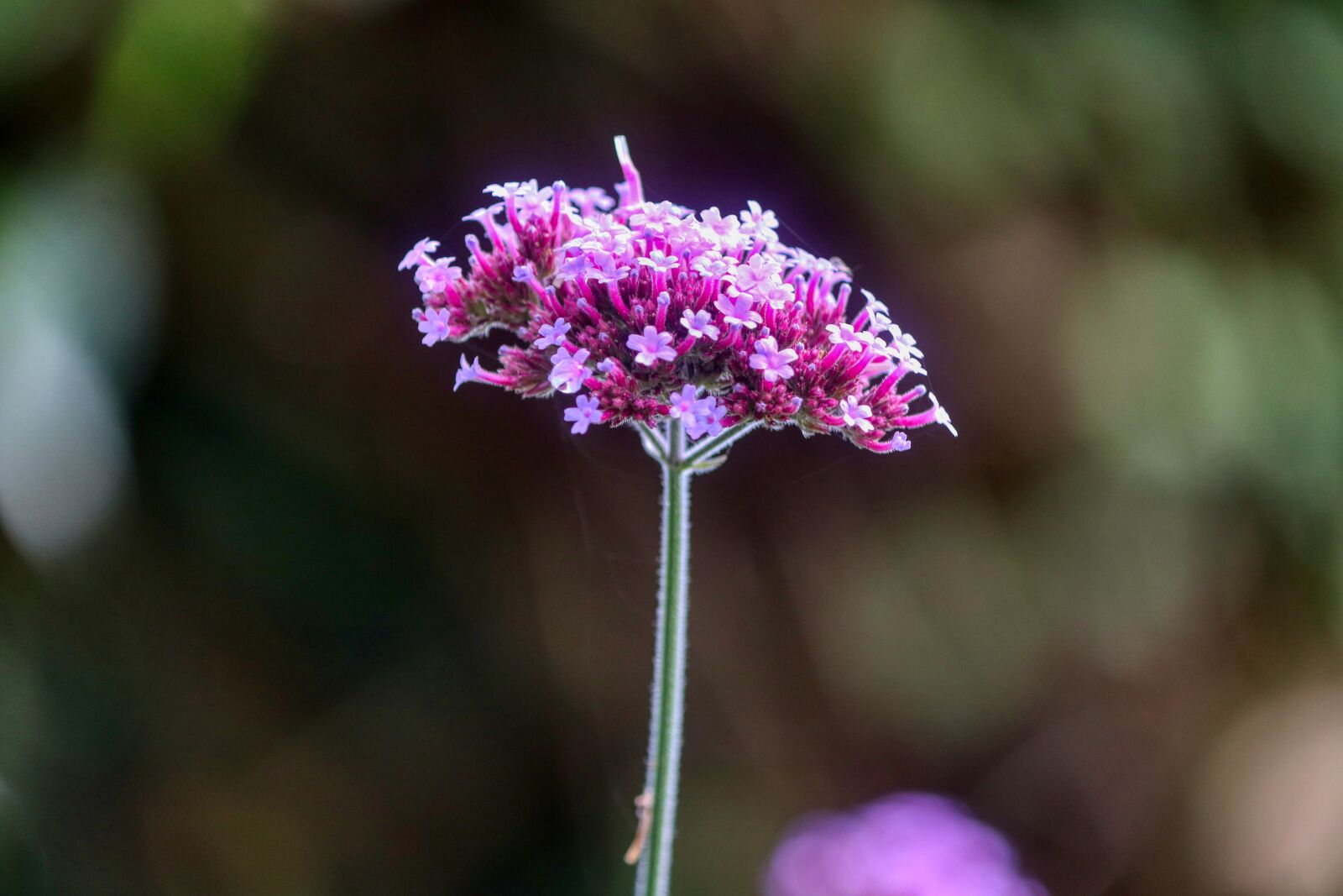 Canon EF-S 55-250mm F4-5.6 IS II sample photo. Flower, purple, blossom photography