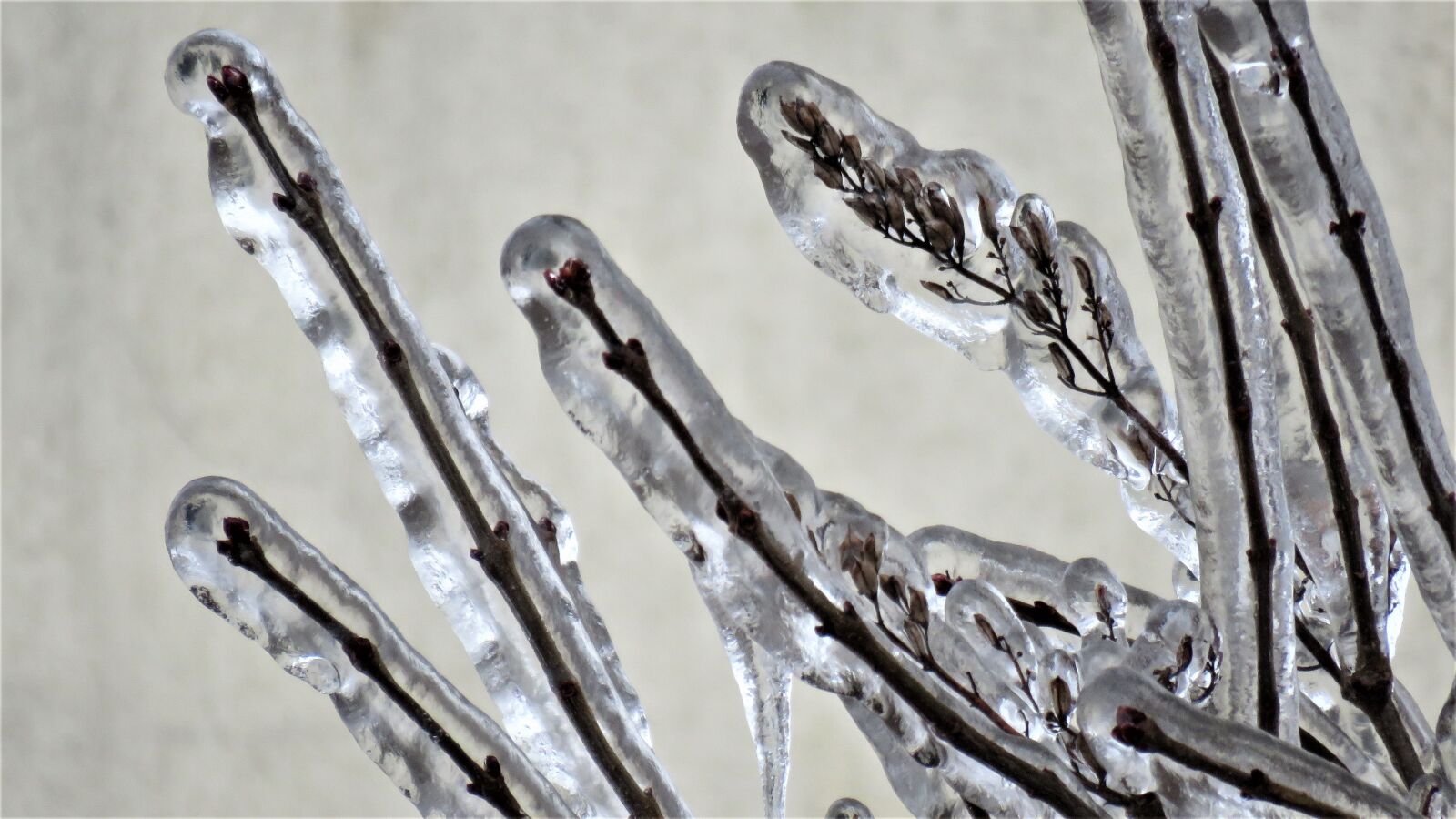 Canon PowerShot SX60 HS sample photo. Hoarfrost, winter, the ice photography