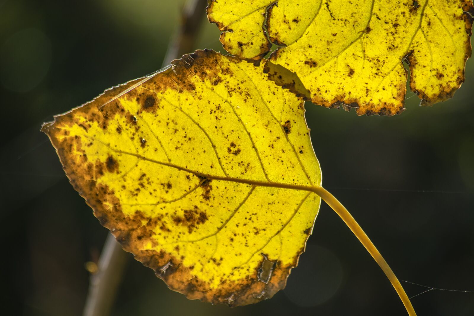 Nikon D3300 sample photo. Leaves, autumn, nature photography