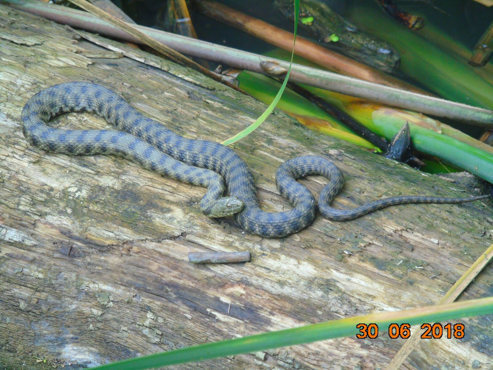 Sony Cyber-shot DSC-H400 sample photo. Snake, reptile, water photography