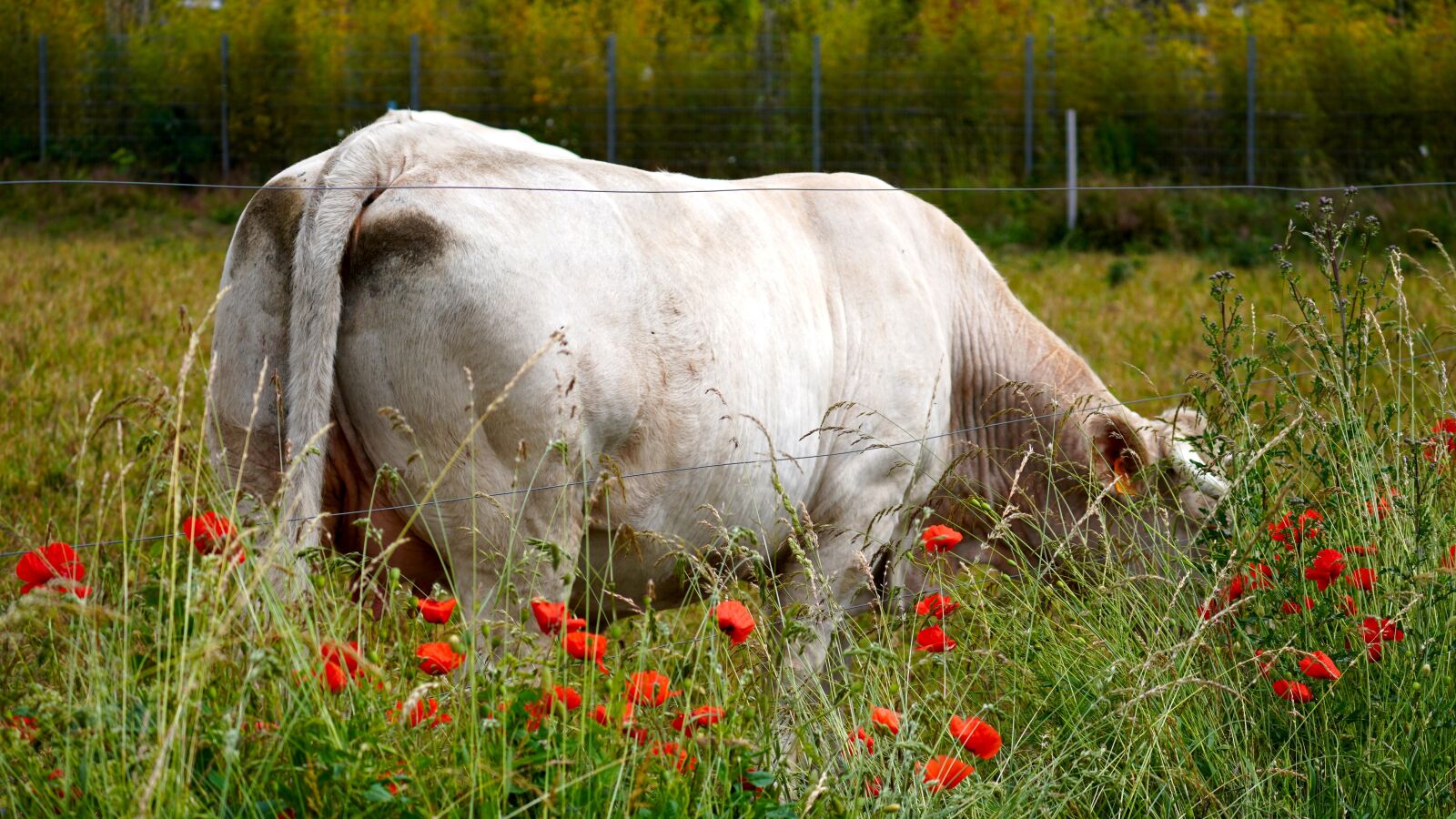 Sony a6400 sample photo. Cow, animal, farm photography