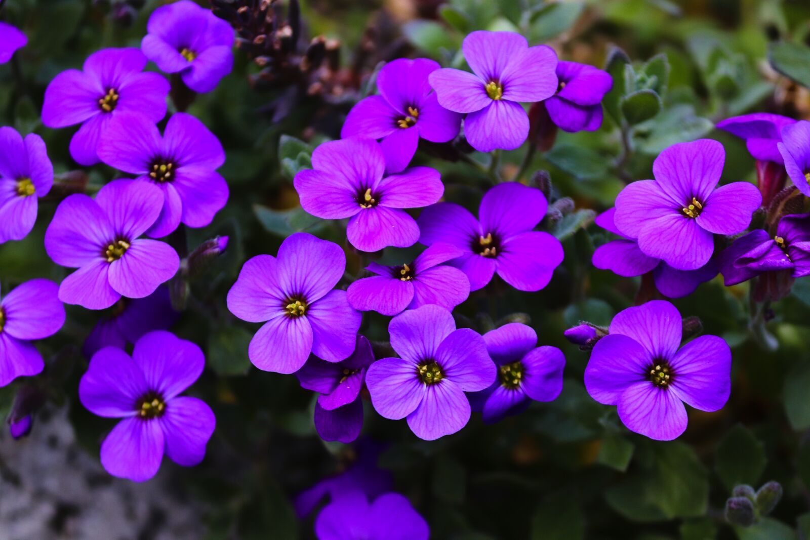 Canon EOS 200D (EOS Rebel SL2 / EOS Kiss X9) sample photo. Blue pillow, aubrieta, aubrietien photography