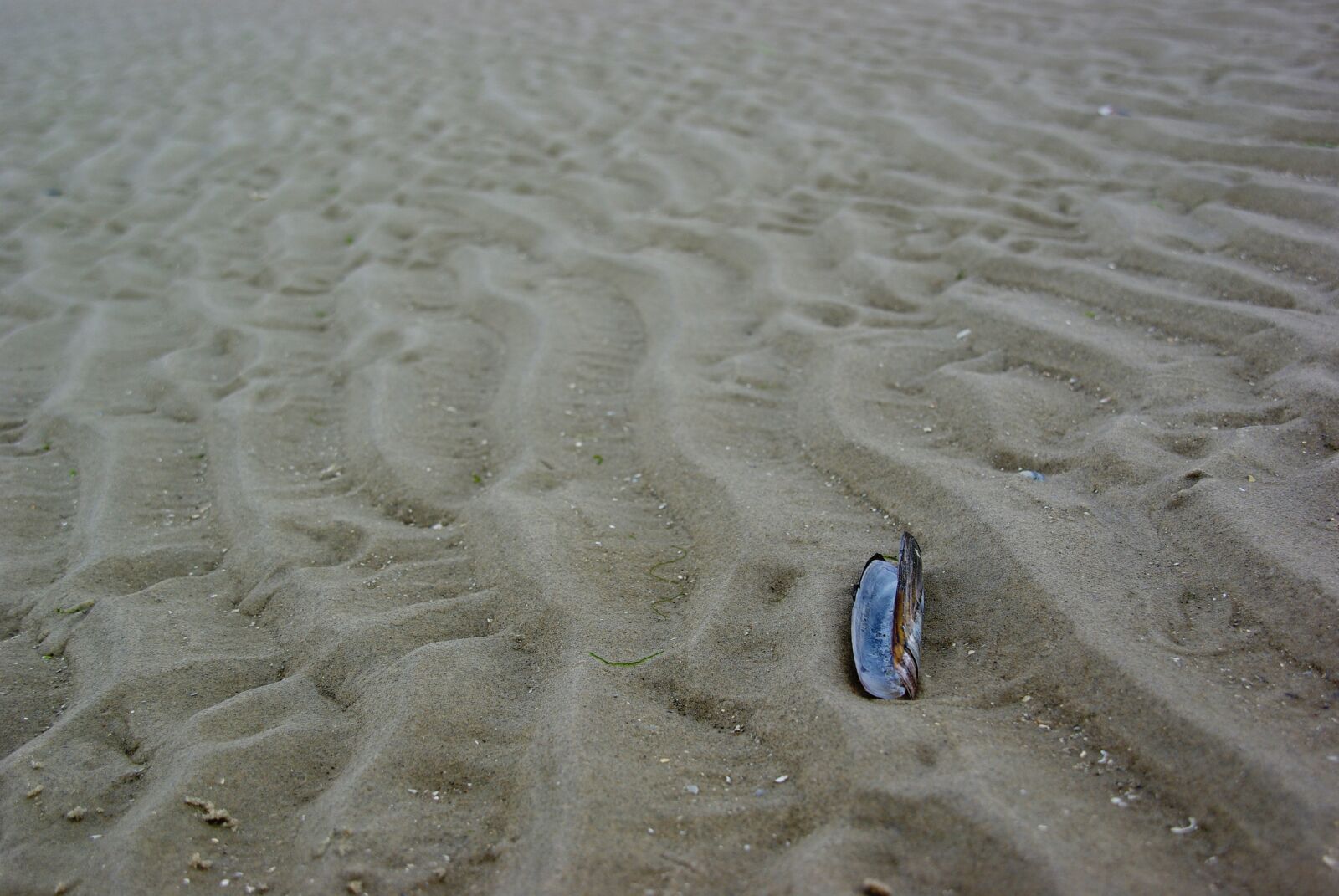 Pentax K10D sample photo. Ameland, netherlands, shell photography