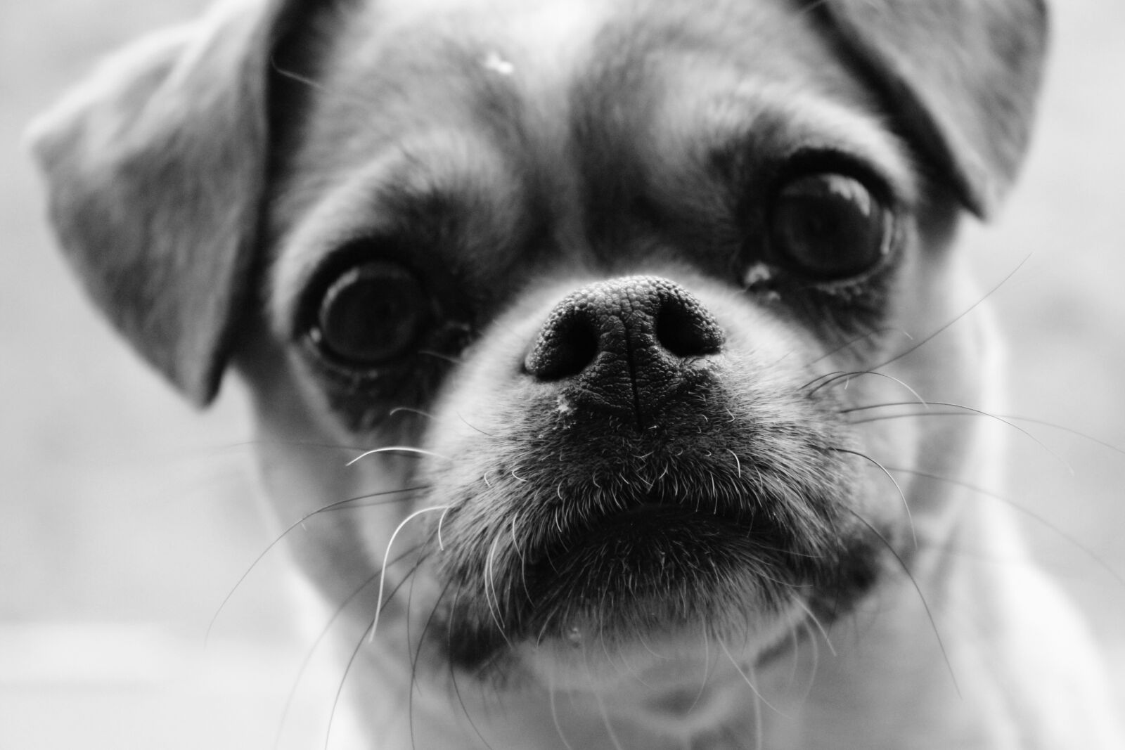 Canon EOS 4000D (EOS Rebel T100 / EOS 3000D) sample photo. Close up, dog, small photography